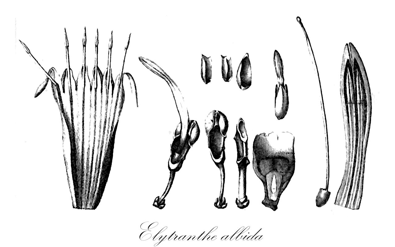 Elytranthe albida - Loranthaceae,Plantae,Pteridobiotina,Angiosperms,Santalales,Loranthaceae,Elytranthe,Elytranthe albida,Elytranthe henryi, Elytranthe leucosiphon, Loranthus albidus, Loranthus collettii, Loranthus leucosiphon