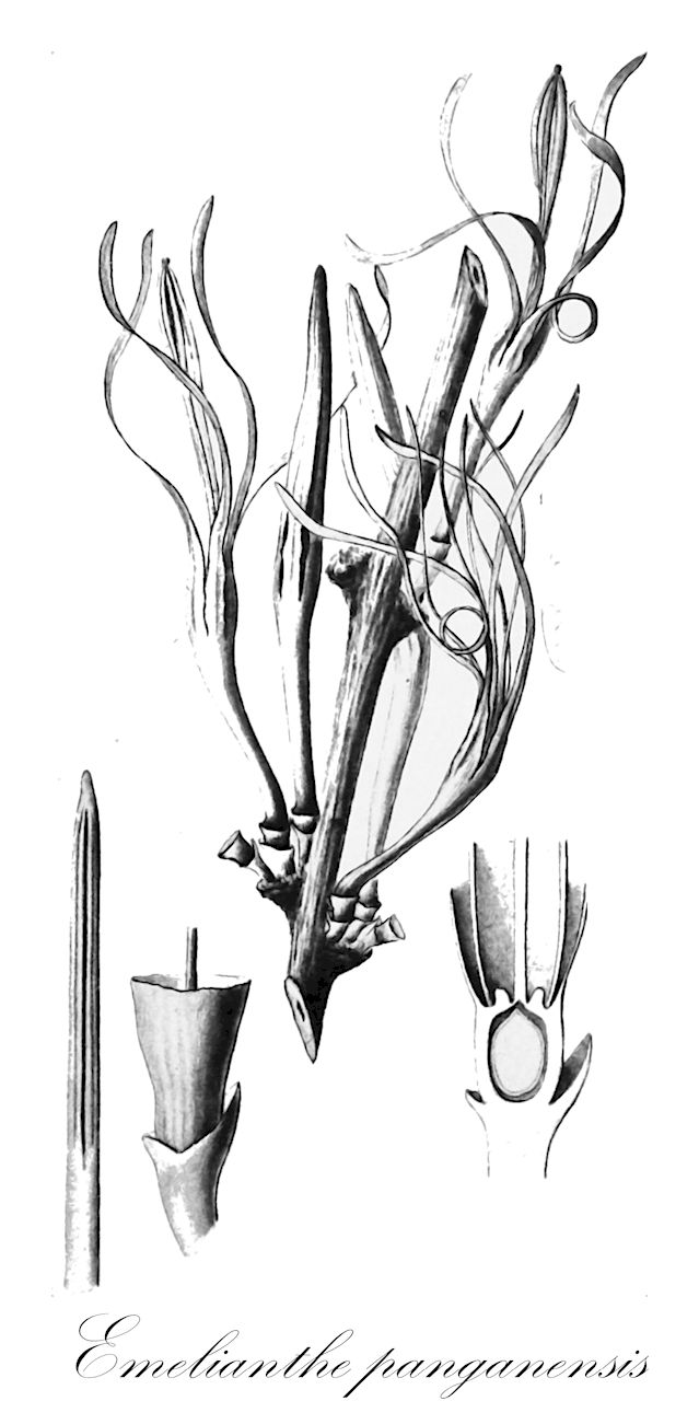 Emelianthe panganensis - Loranthaceae,Loranthus panganensis,Plantae,Pteridobiotina,Angiosperms,Santalales,Loranthaceae,Emelianthe,Emelianthe panganensis