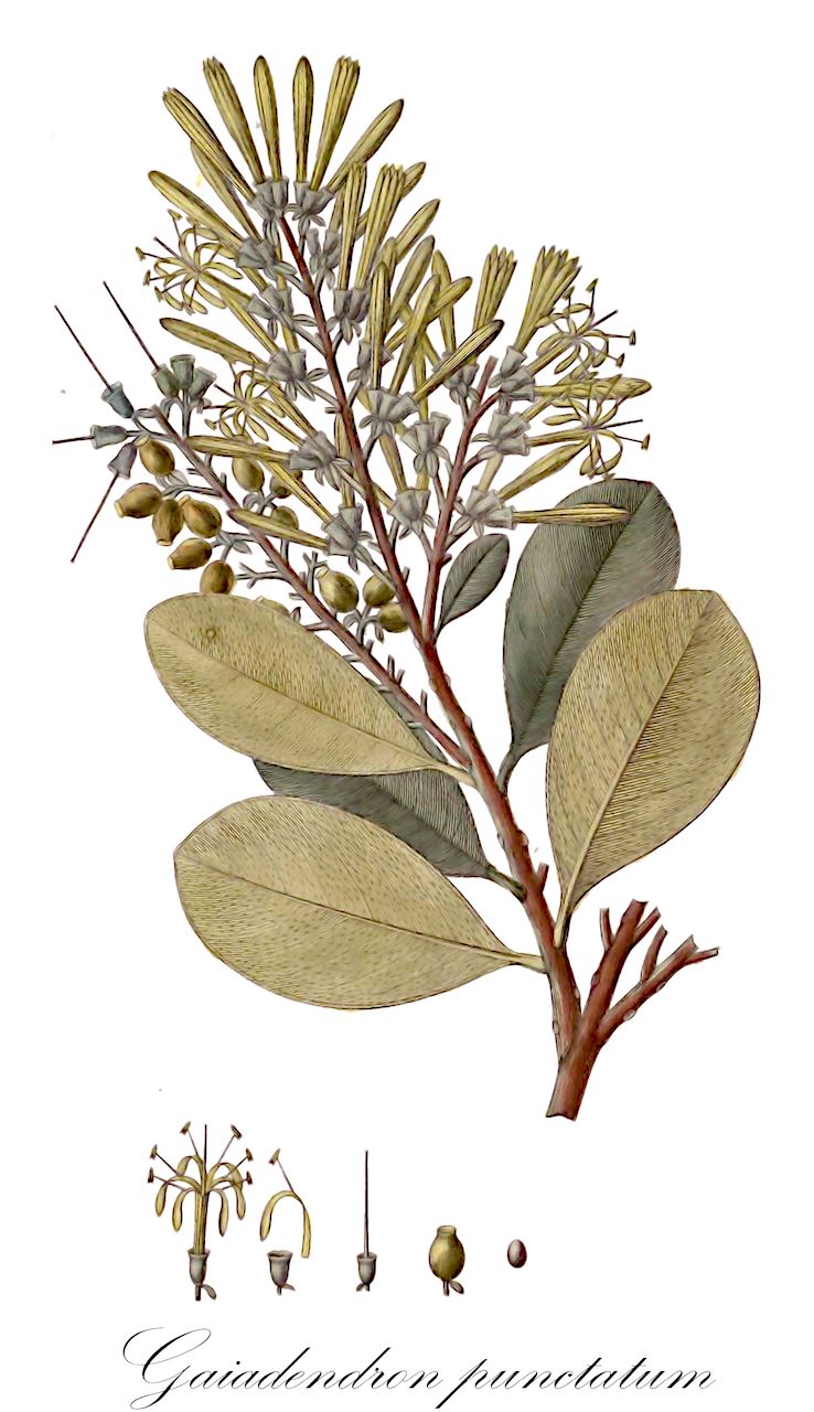 Gaiadendron punctatum - Loranthaceae,Plantae,Pteridobiotina,Angiosperms,Santalales,Loranthaceae,Gaiadendron,Gaiadendron punctatum,Gaiadendron breviflorum, Gaiadendron ellipticum, Gaiadendron lanceolatum, Gaiadendron laurifolium, Gaiadendron macranthum, Gaiadendron nitidum, Gaiadendron poasense, Gaiadendron punctatum var. puracense, Gaiadendron puracense, Gaiadendron puracensis, Gaiadendron revolutum, Gaiadendron tagua, Gaiadendron tagua var. reductum, Gaiadendron tagua var. revolutum, Loranthos taguum, Loranthus arboreus, Loranthus ellipticus, Loranthus lanceolatus, Loranthus lancifolius, Loranthus laurifolius, Loranthus laurinus, Loranthus nitidus, Loranthus obvallatus, Loranthus punctatus, Loranthus puracensis, Loranthus tagua, Notanthera ellipticus, Notanthera lanceolata, Notanthera lanceolatus, Phrygilanthus ellipticus, Phrygilanthus lanceolatus, Phrygilanthus punctatus, Phrygilanthus puracensis, Phrygilanthus tagua, Struthanthus ellipticus, Struthanthus lancifolius, Struthanthus laurifolius, Struthanthus nitidus, Struthanthus punctatus, Taguaria elliptica, Taguaria laurifolia, Taguaria nitida, Taguaria punctata, Taguaria puracensis, Taguaria vera
