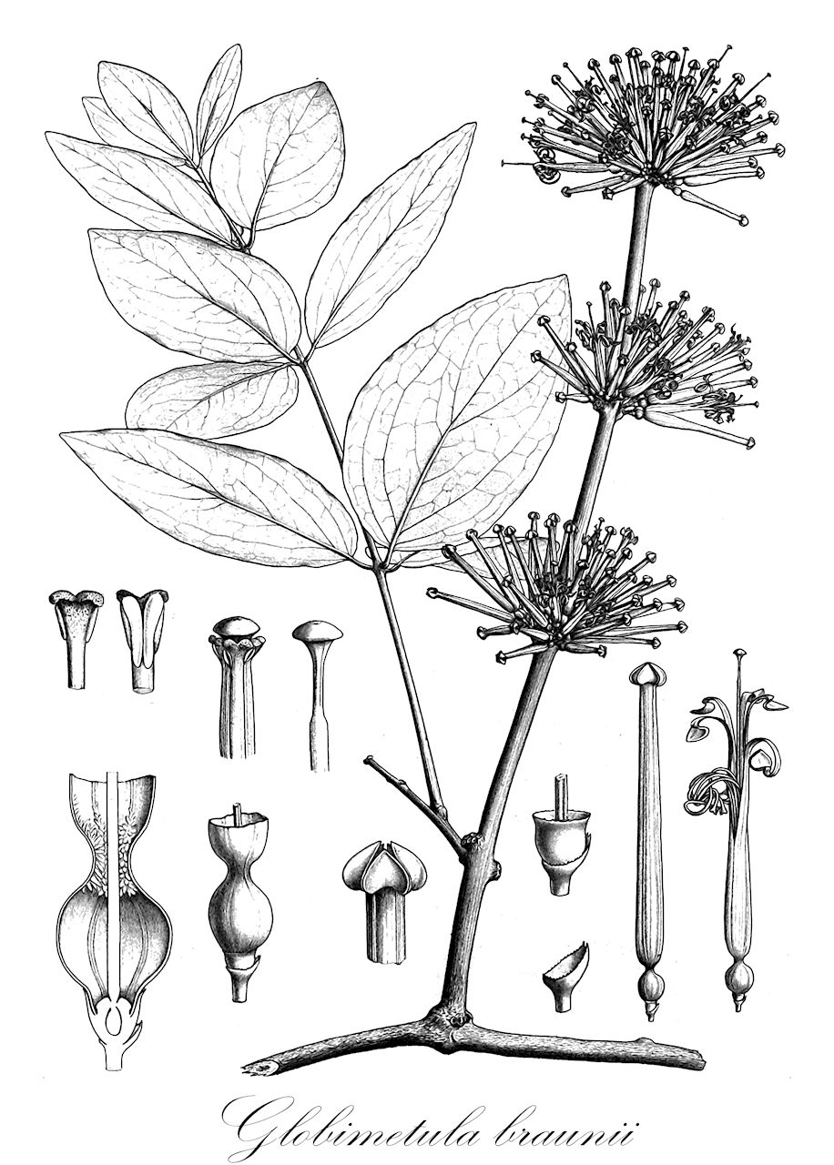 Globimetula braunii - Loranthaceae,Plantae,Pteridobiotina,Angiosperms,Santalales,Loranthaceae,Globimetula,Globimetula braunii,Globimetula unguiformis, Globimetula zenkeri, Loranthus braunii, Loranthus braunii var. descampsii, Loranthus braunii var. laurentii, Loranthus braunii var. talbotii, Loranthus braunii var. unguiformis, Loranthus braunii var. zenkeri, Loranthus descampsii, Loranthus elongatus, Loranthus laurentii, Loranthus nigrescens, Loranthus scarlatinus, Loranthus togoensis, Loranthus unguiformis, Loranthus zenkeri