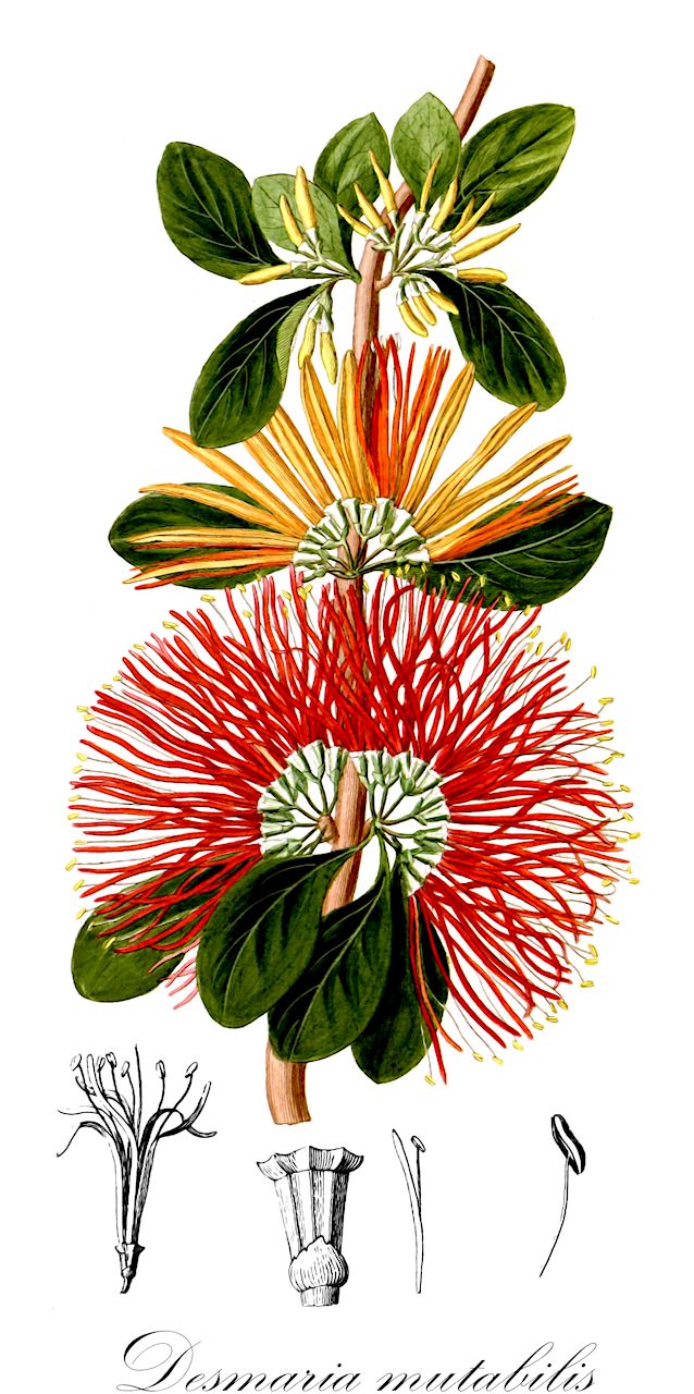 Desmaria mutabilis - Loranthaceae,Plantae,Pteridobiotina,Angiosperms,Santalales,Loranthaceae,Desmaria,Desmaria mutabilis,Gaiadendron mutabile, Loranthus mutabilis, Phrygilanthus mutabilis