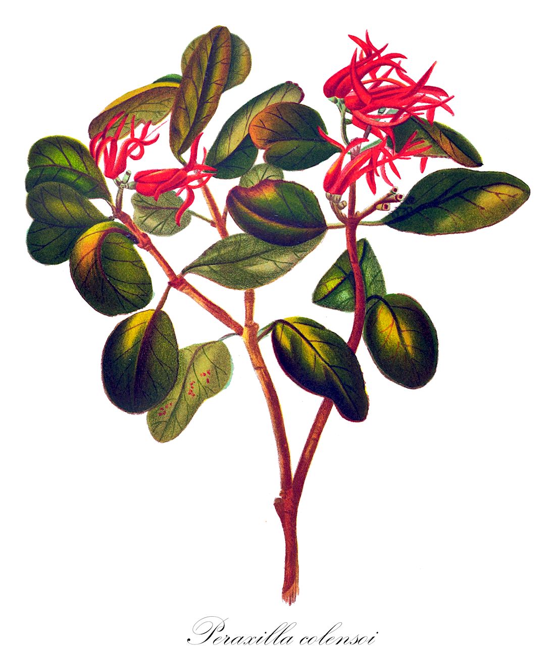 Peraxilla colensoi - Loranthaceae,Plantae,Pteridobiotina,Angiosperms,Santalales,Loranthaceae,Peraxilla,Peraxilla colensoi,Elytranthe colensoi, Loranthus colensoi