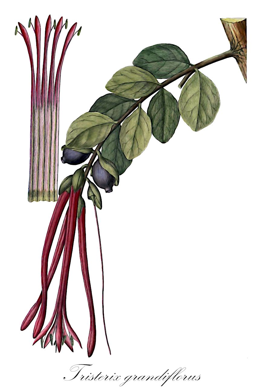 Tristerix grandiflorus - Loranthaceae,Plantae,Pteridobiotina,Angiosperms,Santalales,Loranthaceae,Tristerix,Tristerix grandiflorus,Epicoila grandiflora, Loranthus grandiflorus, Loxanthera grandiflorus, Metastachys grandiflorus, Notanthera grandiflora, Phrygilanthus grandiflorus, Psittacanthus grandiflorus