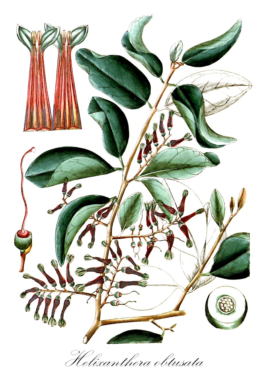 Helixanthera obtusata - Loranthaceae,Plantae,Pteridobiotina,Angiosperms,Santalales,Loranthaceae,Helixanthera,Helixanthera obtusata,Loranthus obtusatus, Phoenicanthemum obtusatum