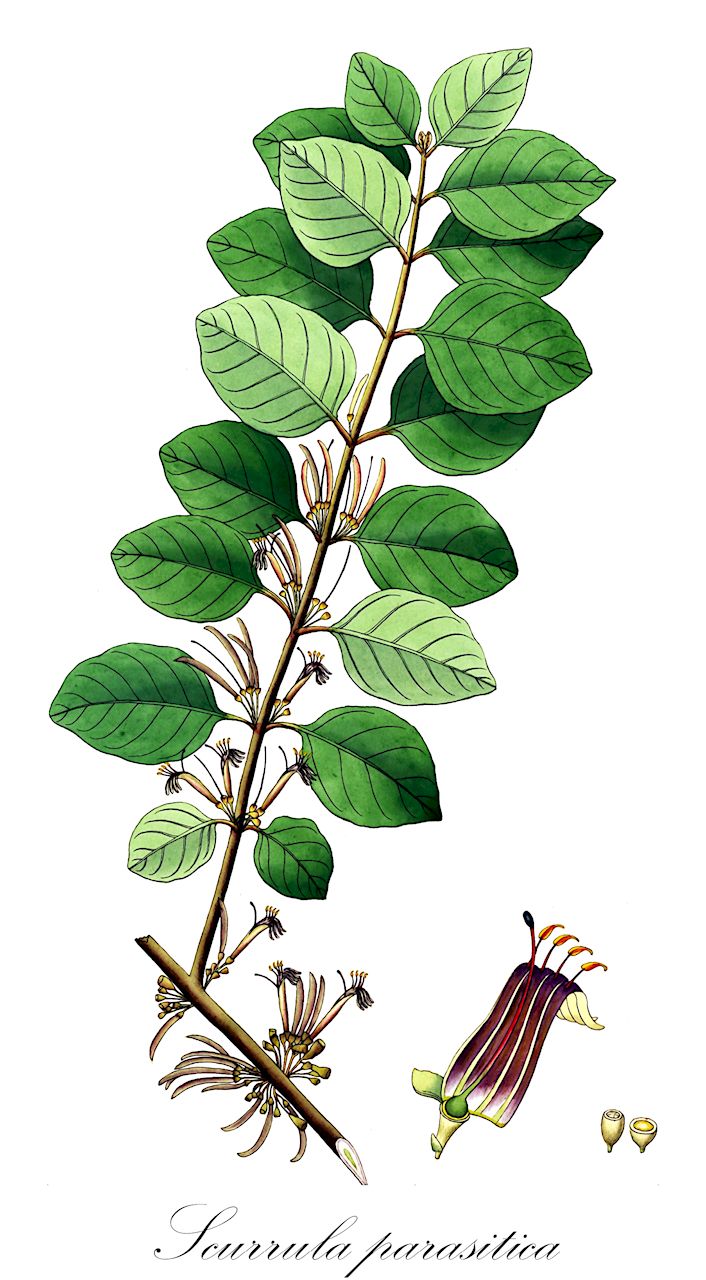 Scurrula parasitica - Loranthaceae,Plantae,Pteridobiotina,Angiosperms,Santalales,Loranthaceae,Scurrula,Scurrula parasitica,Antriba budleoides, Cichlanthus repandus, Cichlanthus scurrula, Dendrophthoe biflora, Dendrophthoe buddlejoides, Dendrophthoe cinnamomea, Dendrophthoe heynei, Dendrophthoe kramatensis, Dendrophthoe obtecta, Dendrophthoe scurrula, Elytranthe umbellata, Loranthus biflorus, Loranthus buddleioides, Loranthus chinensis var. formosanus, Loranthus cinnamomeus, Loranthus concavifolium, Loranthus heynei, Loranthus laevigatus, Loranthus malelensis, Loranthus obtectus, Loranthus parasiticus, Loranthus repandus, Loranthus rufidulus, Loranthus scurrula, Loranthus scurrula var. buddleioides, Scurrula biflora, Scurrula buddleioides, Scurrula buddleioides var. buddleioides, Scurrula laevigata, Scurrula parasitica var. parasitica, Scurrula roxburghii, Scurrula rufidula, Taxillus parasiticus