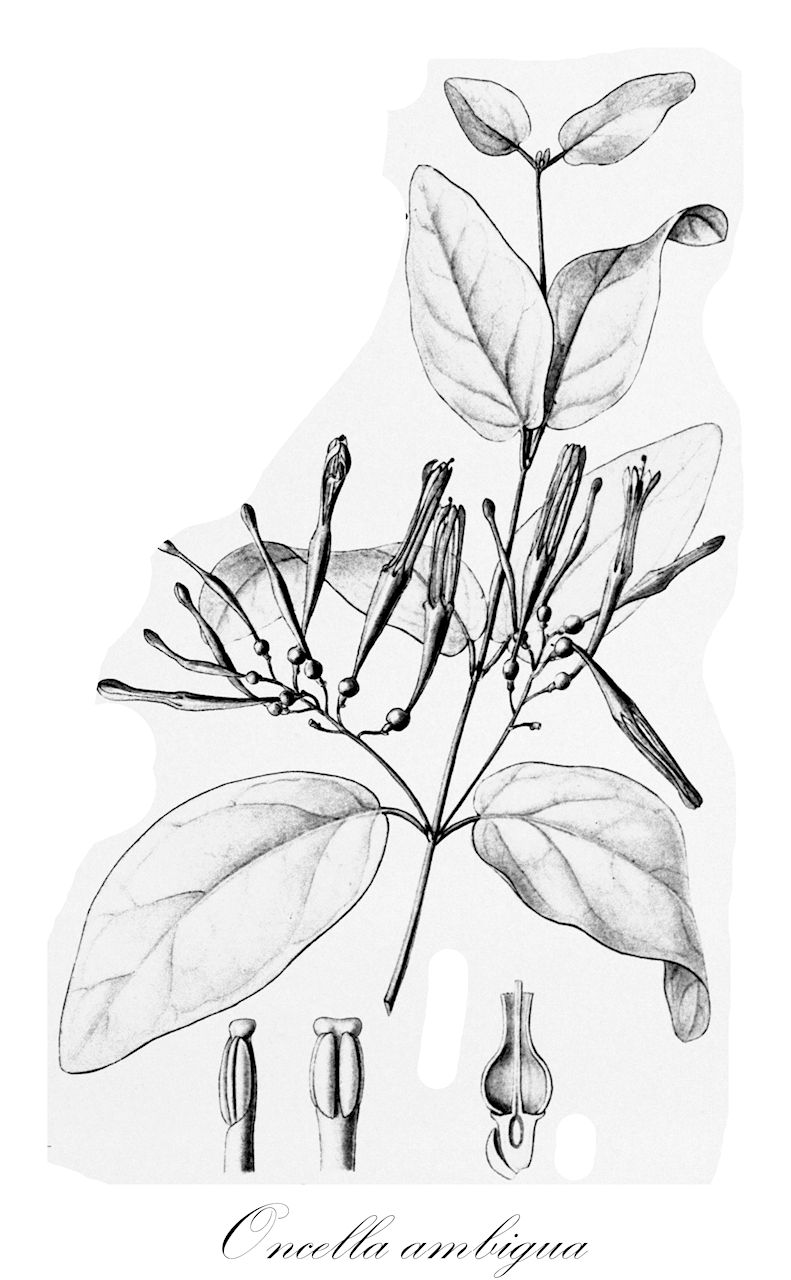 Oncella ambigua - Loranthaceae,Loranthus ambiguus, Loranthus ambiguus var. subacutus, Loranthus poecilobotrys, Loranthus sacleuxii, Oncella poecilobotrys, Oncella sacleuxii,Plantae,Pteridobiotina,Angiosperms,Santalales,Loranthaceae,Oncella,Oncella ambigua