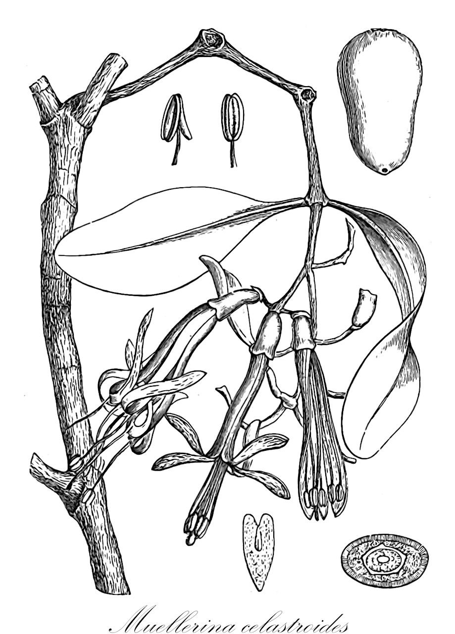 Muellerina celastroides - Loranthaceae,Plantae,Pteridobiotina,Angiosperms,Santalales,Loranthaceae,Muellerina,Muellerina celastroides,Dendrophthoe celastroides, Hookerella tenuiflora, Loranthus celastroides, Loranthus maytenifolius, Loranthus raoulii, Loranthus tenuiflorus, Muellerina raoulii, Phrygilanthus celastroides, Phrygilanthus eucalyptifolius, Phrygilanthus raoulii, Phrygilanthus tenuiflorus
