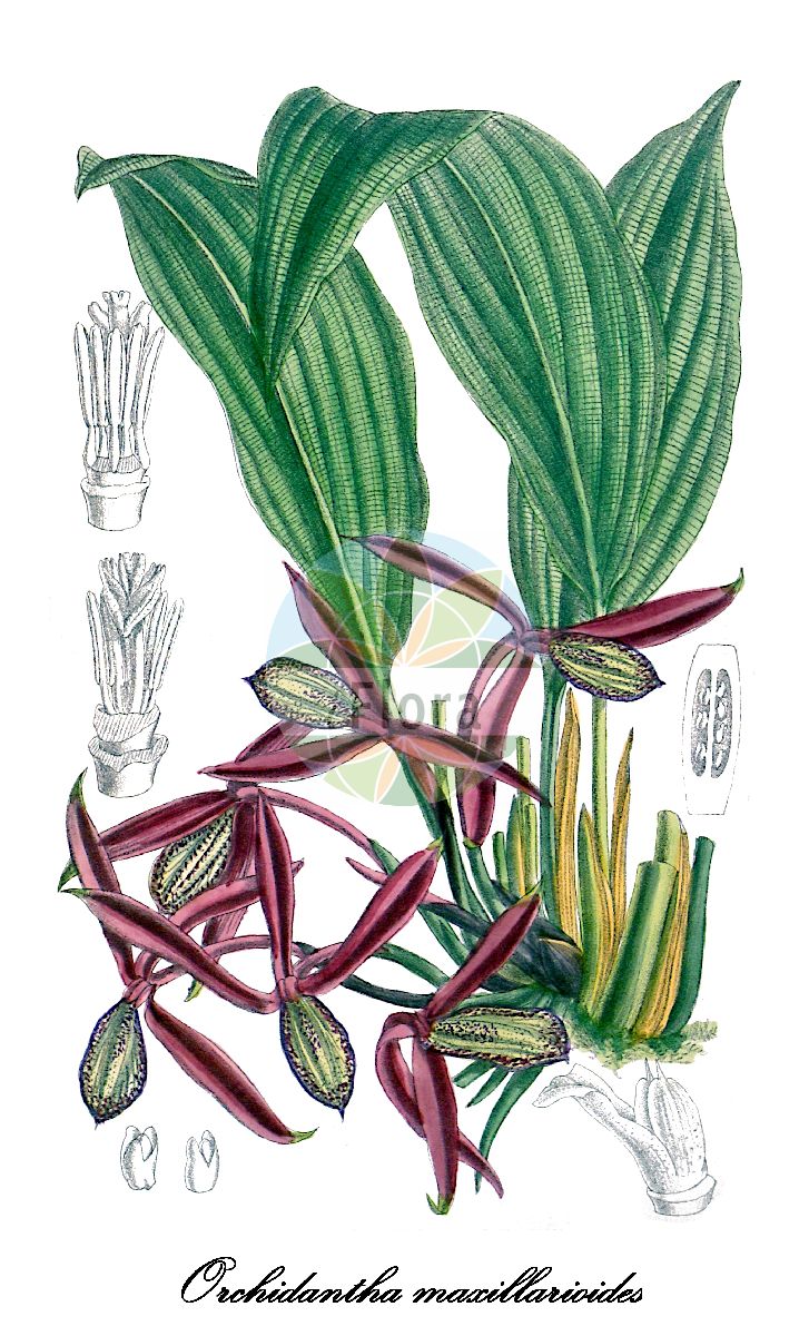 Orchidantha maxillarioides - Lowiaceae,Plantae,Pteridobiotina,Angiosperms,Zingiberales,Lowiaceae,Orchidantha,Orchidantha maxillarioides,Lowia maxillarioides, Protamomum maxillarioides