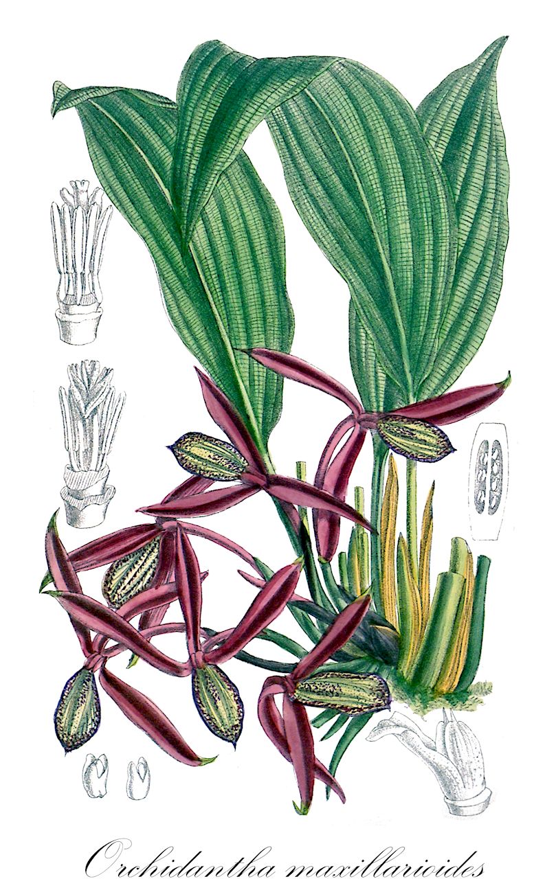 Orchidantha maxillarioides - Lowiaceae,Plantae,Pteridobiotina,Angiosperms,Zingiberales,Lowiaceae,Orchidantha,Orchidantha maxillarioides,Lowia maxillarioides, Protamomum maxillarioides