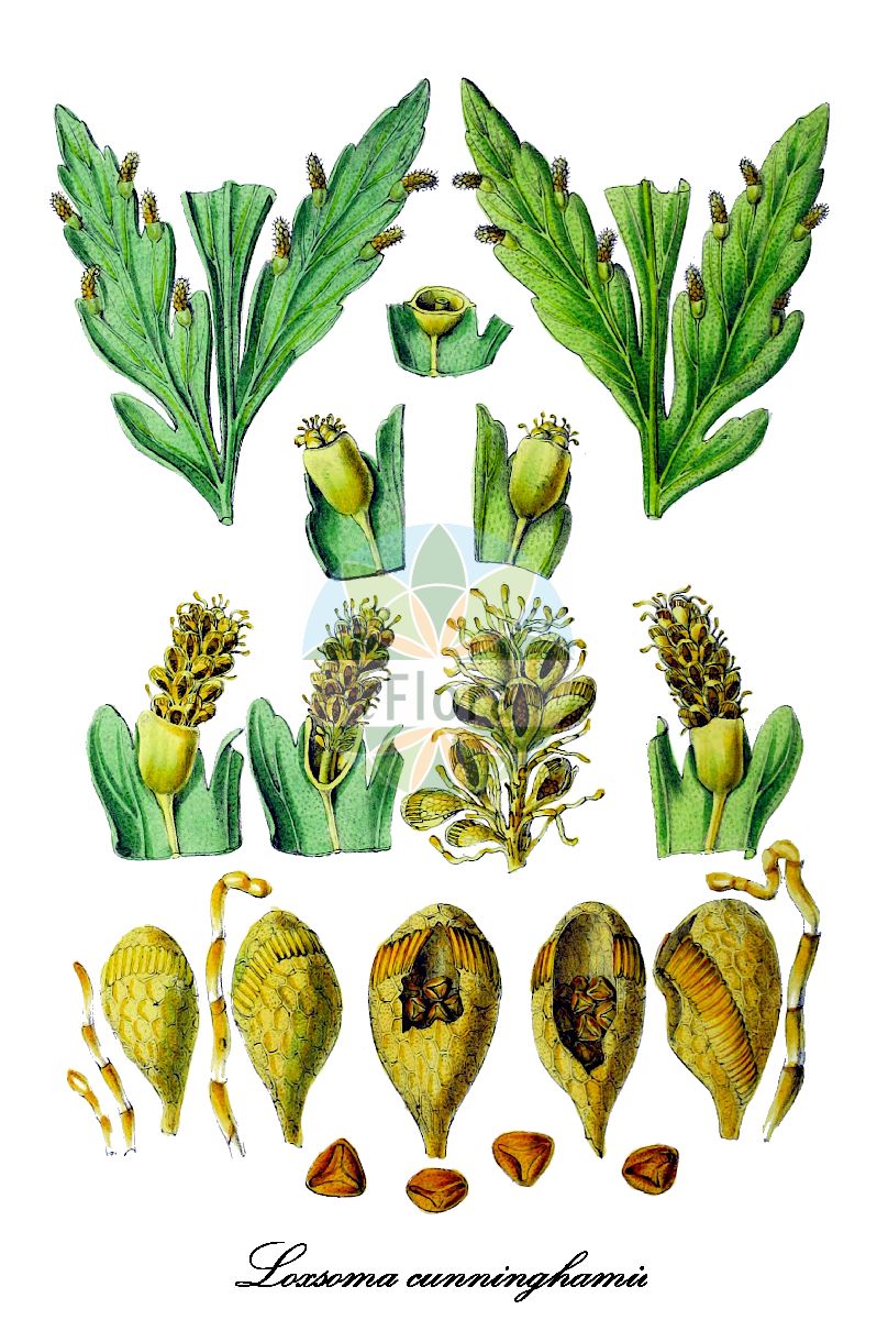 Loxsoma cunninghamii - Cyatheaceae,Plantae,Pteridobiotina,Polypodiophyta,Polypodiopsida,Polypodiidae,Cyatheales,Cyatheaceae,Loxsoma,Loxsoma cunninghamii