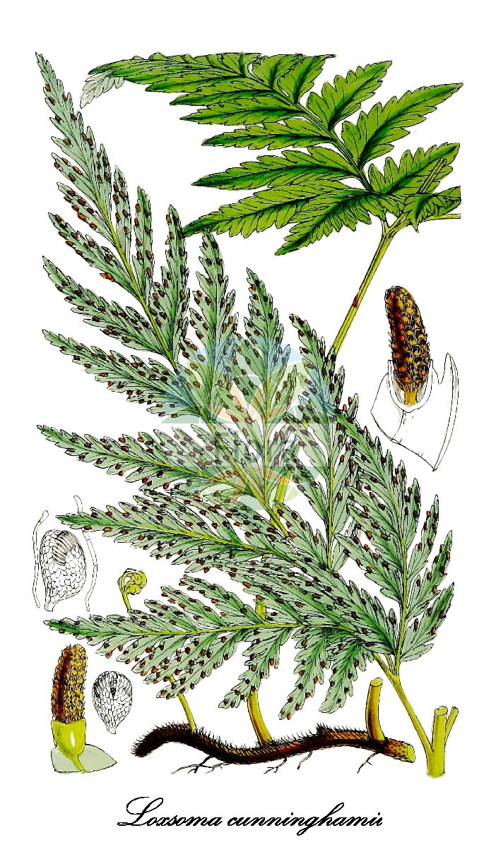 Loxsoma cunninghamii - Cyatheaceae,Plantae,Pteridobiotina,Polypodiophyta,Polypodiopsida,Polypodiidae,Cyatheales,Cyatheaceae,Loxsoma,Loxsoma cunninghamii