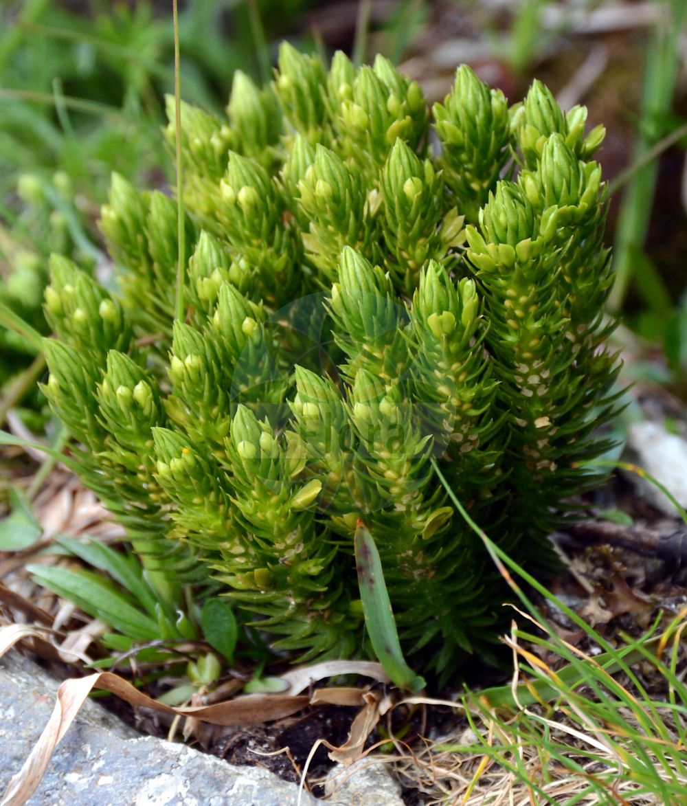 Huperzia selago - Lycopodiaceae,Plantae,Pteridobiotina,Lycopodiophyta,Lycopodiopsida,Lycopodiales,Lycopodiaceae,Huperzioideae,Huperzia,Huperzia selago,Lycopodium densum, Lycopodium selago, Lycopodium selago f. patens, Lycopodium selago subsp. patens, Lycopodium selago subsp. selago, Lycopodium selago var. densum, Lycopodium selago var. patens, Lycopodium selago var. recurvum, Lycopodium selago var. selago, Mirmau selago, Plananthus patens, Plananthus selago, Urostachys selago,Tannen-Teufelsklaue;Tannen-Bärlapp;Tannenbärlapp;Teufelsklaue;Tangelkraut;fir clubmoss;northern fir-moss;huperzie sélagine;Lycopode à bulbilles;lycopode sélagine;lycopode sabine;sélagine;herbe au porc;mousse purgative;selago;musgo derecho;Licopodio abietino;dennenwolfsklauw;plompe wolfsklauw;баранец обыкновенный;плаун баранец;dik kibritotu;huperzie;licopodi selago;lopplummer;vanlig lopplummer;otteradet ulvefod;widłak wroniec;wroniec widlasty;hime-sugi-ran;ヒメスギラン;brezklaso lisičje;részeg korpafű;vranec jedlový;brădișor;chvostník jedľový;баранець звичайний;иглолистен плаун;harilik ungrukold;apdzira;lusegras;havuketunlieko;ketunlieko;skollafingur;игличаста пречица;ситна пречица;miškinis atgiris;xiǎo shān lán;xiǎo shān lán shí shān;小杉兰;小杉兰石杉