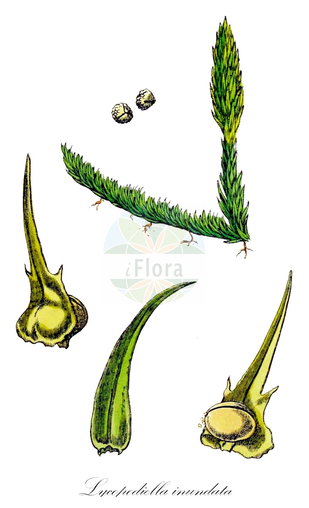Lycopodiella inundata - Lycopodiaceae,Plantae,Pteridobiotina,Lycopodiophyta,Lycopodiopsida,Lycopodiales,Lycopodiaceae,Lycopodielloideae,Lycopodiella,Lycopodiella inundata,Lepidotis inundata, Lycopodium inundatum, Plananthus inundatus,Gewöhnlicher Moorbärlapp;Sumpf-Bärlapp;Sumpfbärlapp;Gemeiner Moorbärlapp;Moorbärlapp;Gewöhnlicher Sumpf-Bärlapp;marsh clubmoss;northern bog club-moss;lycopodielle inondé;inundated clubmoss;Lycopode inondé;lycopode des marais;licopódio-dos-brejos;Licopodio inondato;moeras-wolfsklauw;moeraswolfsklauw;licopódio-dos-brejos;плаунок заливаемый;ликоподиелла заливаемая;bodur kibritotu;strandlummer;liden ulvefod;widłaczek torfowy;widłak torfowy;yachi-sugi-ran;ヤチスギラン;barski blatec;mocsári korpafű;plavuňka zaplavovaná;plavúnec zaplavovaný;лікоподієлла;блатен плаун;harilik sookold;palu staipeknītis;myrkråkefot;konnanlieko;tulvakonnanlieko;mažasis pataisiukas;xiǎo shí sōng;小石松