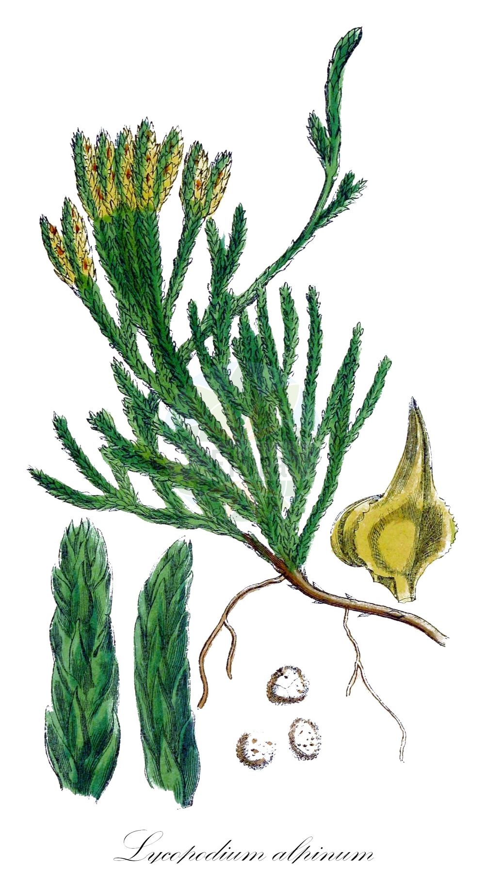 Lycopodium alpinum - Lycopodiaceae,Plantae,Pteridobiotina,Lycopodiophyta,Lycopodiopsida,Lycopodiales,Lycopodiaceae,Lycopodioideae,Lycopodium,Lycopodium alpinum,Diphasiastrum alpinum var. planiramulosum, Diphasiastrum complanatum subsp. alpinum, Diphasiastrum kablikianum, Diphasium alpinum, Lepidotis alpina, Lycopodium alpinum f. umbrosum, Lycopodium alpinum subsp. kablikianum, Lycopodium alpinum var. planiramulosum, Stachygynandrum alpinum,Alpen-Flachbärlapp;Alpen-Bärlapp;alpine clubmoss;alpine club-moss;lycopode alpin;Lycopode des Alpes;lycopode des AlpesAlpenbärlapp Zypressenflachbärlapp licopodio alpino fjällummer двурядник альпийский дифазиаструм альпийский widlicz alpejski widłak alpejski bjerg-ulvefod alpski dvorednik deactivated;lycopode alpin;Licopodio alpino;alpenwolfsklauw;двурядник альпийский;дифазиаструм альпийский;dağ kibritotu;fjällummer;bjerg-ulvefod;widlicz alpejski;widłak alpejski;chishima-hikage-no-kazura;チシマヒカゲノカズラ;alpski dvorednik;alpesi korpafű;plavuník alpínský;brădișor;plavúnik alpínsky;діфазіаструм альпійський;алпийски плаун;fjelljamne;tunturilieko;litunarjafni;алпска пречица;gāo shān biǎn zhī shí sōng;高山扁枝石松