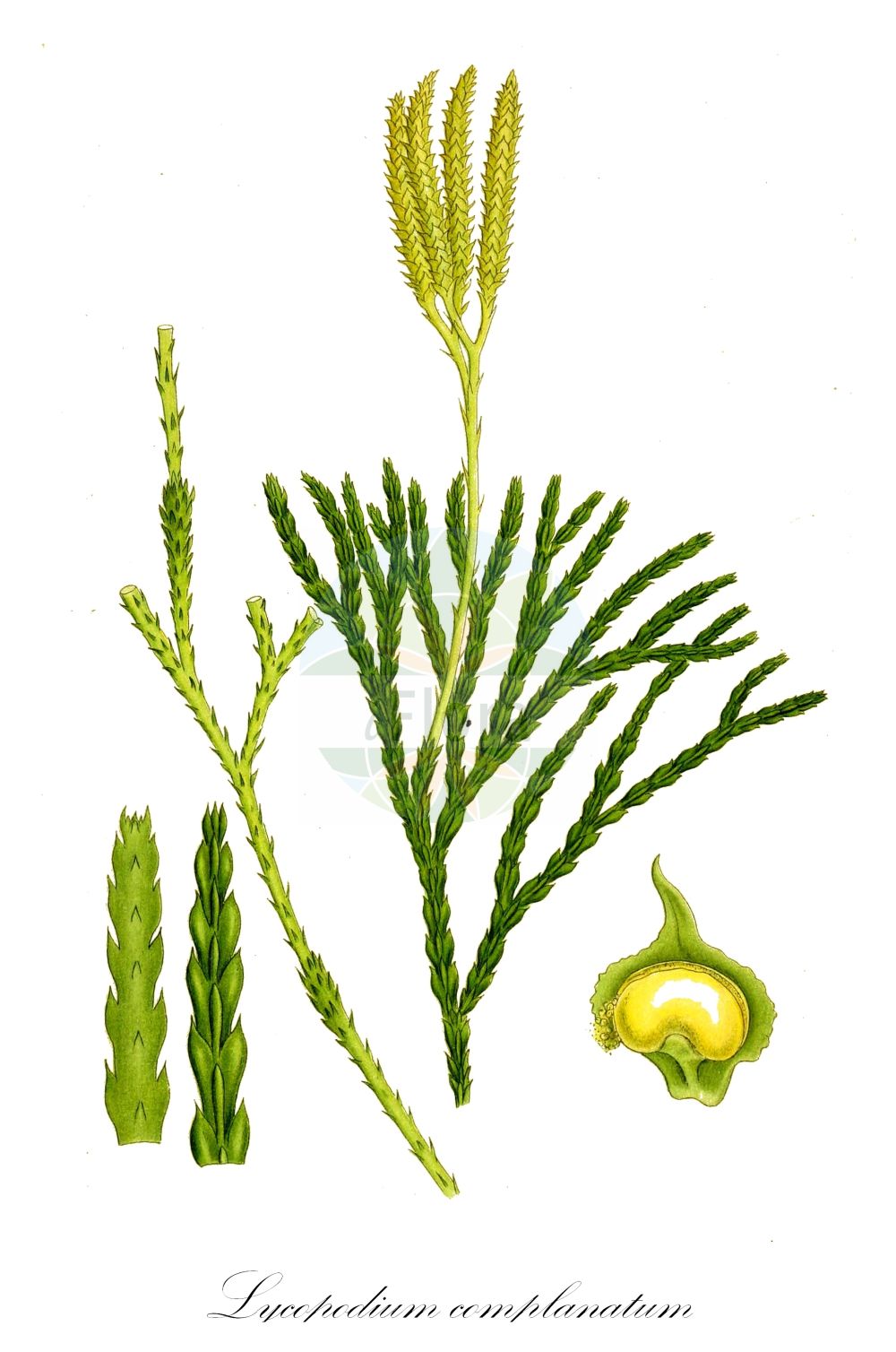 Lycopodium complanatum - Lycopodiaceae,Plantae,Pteridobiotina,Lycopodiophyta,Lycopodiopsida,Lycopodiales,Lycopodiaceae,Lycopodioideae,Lycopodium,Lycopodium complanatum,Diphasiastrum complanatum, Diphasiastrum complanatum f. montelii, Diphasiastrum complanatum subsp. hastulatum, Diphasiastrum complanatum subsp. montellii, Diphasiastrum montellii, Diphasiastrum wilceae, Diphasium anceps, Diphasium complanatum, Diphasium complanatum subsp. montelii, Diphasium hastulatum, Diphasium wallrothii, Lepidotis complanata, Lycopodium complanatum f. brachypodum, Lycopodium complanatum f. canadense, Lycopodium complanatum f. complanatum, Lycopodium complanatum f. simplex, Lycopodium complanatum subsp. montellii, Lycopodium complanatum subvar. proliferum, Lycopodium complanatum subvar. recurvatum, Lycopodium complanatum var. canadense, Lycopodium complanatum var. complanatum, Lycopodium wilceae, Stachygynandrum complanatum,Gemeiner Flachbärlapp;Gewöhnlicher Flachbärlapp;issler's clubmoss;northern running-pine;lycopode aplati;flat-stemmed clubmoss;groundcedar;complanate clubmoss;Lycopode aplati;Licopodio spianato;licopodio appiattito;vlakke wolfsklauw;двурядник сплюснутый;дифазиаструм плоский;finnlummer;plattlummer;vanlig plattlummer;finsk ulvefod;flad ulvefod;widlicz spłaszczony;widłak spłaszczony;asuhi-kazura;アスヒカズラ;sploščeni dvorednik;közönséges laposkorpafű;plavuník zploštělý;șerpușor;plavúnik sploštený;діфазіаструм сплюснутий;сплескан плаун;mets-vareskold;parastais plakanstaipeknis;finnjamne;skogjamne;keltalieko;pohjankeltalieko;dvišakė padraika;biǎn zhī shí sōng;扁枝石松