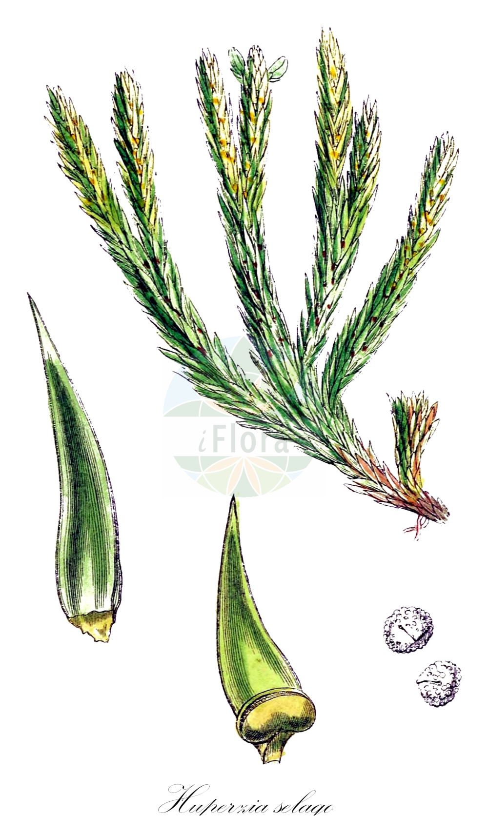 Huperzia selago - Lycopodiaceae,Plantae,Pteridobiotina,Lycopodiophyta,Lycopodiopsida,Lycopodiales,Lycopodiaceae,Huperzioideae,Huperzia,Huperzia selago,Lycopodium densum, Lycopodium selago, Lycopodium selago f. patens, Lycopodium selago subsp. patens, Lycopodium selago subsp. selago, Lycopodium selago var. densum, Lycopodium selago var. patens, Lycopodium selago var. recurvum, Lycopodium selago var. selago, Mirmau selago, Plananthus patens, Plananthus selago, Urostachys selago,Tannen-Teufelsklaue;Tannen-Bärlapp;Tannenbärlapp;Teufelsklaue;Tangelkraut;fir clubmoss;northern fir-moss;huperzie sélagine;Lycopode à bulbilles;lycopode sélagine;lycopode sabine;sélagine;herbe au porc;mousse purgative;selago;musgo derecho;Licopodio abietino;dennenwolfsklauw;plompe wolfsklauw;баранец обыкновенный;плаун баранец;dik kibritotu;huperzie;licopodi selago;lopplummer;vanlig lopplummer;otteradet ulvefod;widłak wroniec;wroniec widlasty;hime-sugi-ran;ヒメスギラン;brezklaso lisičje;részeg korpafű;vranec jedlový;brădișor;chvostník jedľový;баранець звичайний;иглолистен плаун;harilik ungrukold;apdzira;lusegras;havuketunlieko;ketunlieko;skollafingur;игличаста пречица;ситна пречица;miškinis atgiris;xiǎo shān lán;xiǎo shān lán shí shān;小杉兰;小杉兰石杉