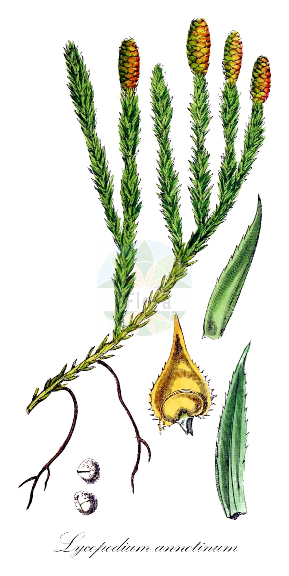 Lycopodium annotinum - Lycopodiaceae,Plantae,Pteridobiotina,Lycopodiophyta,Lycopodiopsida,Lycopodiales,Lycopodiaceae,Lycopodioideae,Lycopodium,Lycopodium annotinum,Lepidotis annotina, Lycopodium annotinum f. angustatum, Lycopodium annotinum f. annotinum, Lycopodium annotinum f. groenlandicum, Lycopodium annotinum f. montanum, Lycopodium annotinum f. proliferum, Lycopodium annotinum subsp. annotinum, Lycopodium annotinum var. acrifolium, Lycopodium annotinum var. annotinum, Lycopodium annotinum var. subpungens, Spinulum annotinum,Eigentlicher Sprossender Bärlapp;Sprossender Bärlapp;Wald-Bärlapp;Schlangen-Bärlapp;interrupted clubmoss;bristly club-moss;lycopode interrompu;stiff clubmoss;Lycopode des forêts;lycopode à rameaux annuels;lycopode à feuilles de genévrier;lycopode douteux;lycopode interrompu;lycopode à rameaux d'un an;lycopode innovant;Licopodio annotino;licopodio gineprino;stekende wolfsklauw;плаун годичный;плаун колючий;плаун сомнительный;yalın göbektozu;licopodi annoti;nordlummer;revlummer;vanlig revlummer;femradet ulvefod;islandsk ulvefod;widłak jałowcowaty;sugi-kazura;スギカズラ;brinolistni lisičjak;kígyózó korpafű;plavuň pučivá;cornișor;plavúň pučivý;плаун річний;kattegold;gada staipeknis;fjellkråkefot;stri kråkefot;pohjanriidenlieko;riidenlieko;lyngjafni;miškinis;duō suì shí sōng;多穗石松