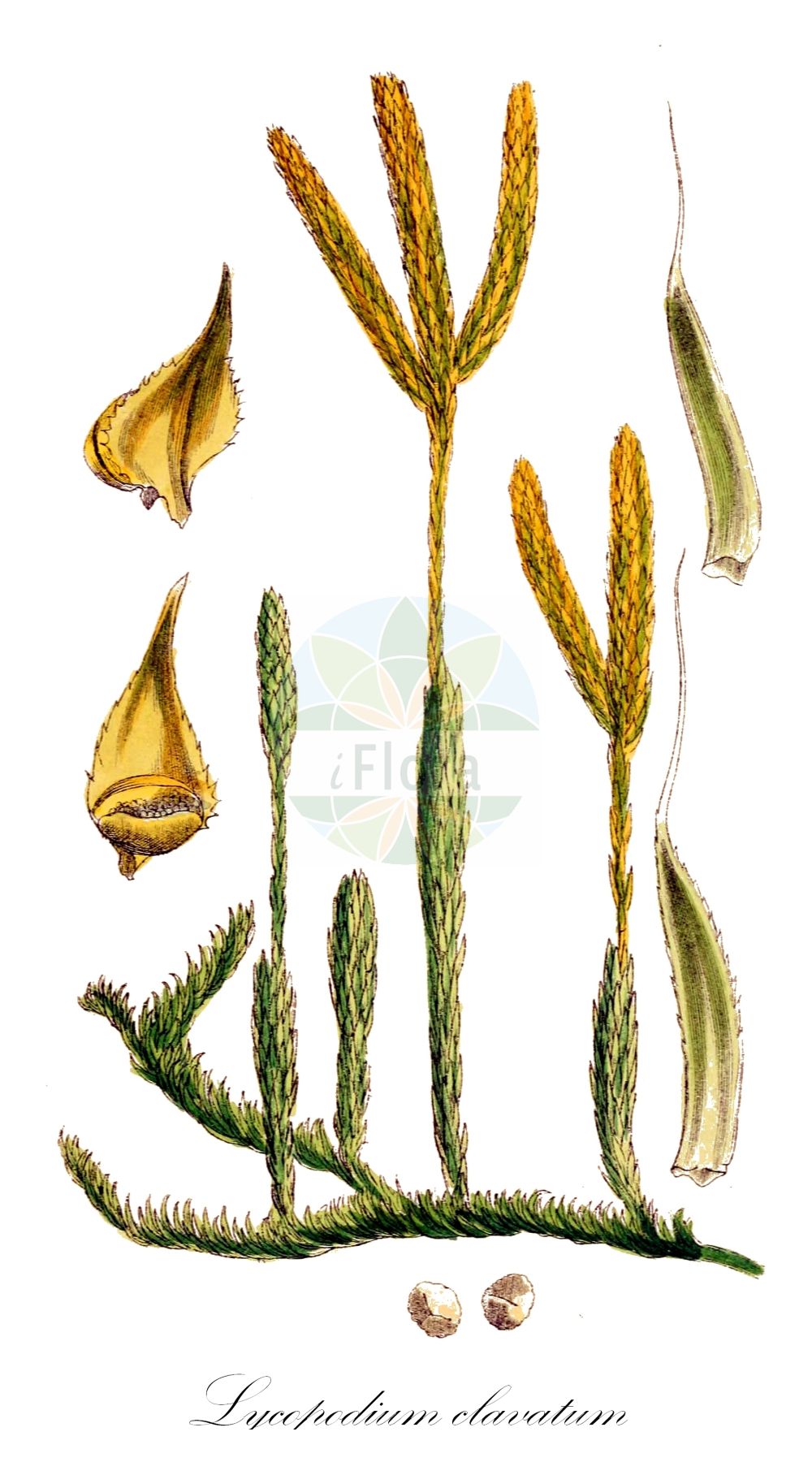 Lycopodium clavatum - Lycopodiaceae,Plantae,Pteridobiotina,Lycopodiophyta,Lycopodiopsida,Lycopodiales,Lycopodiaceae,Lycopodioideae,Lycopodium,Lycopodium clavatum,Lepidotis ciliata, Lepidotis clavata, Lepidotis inflexa, Lycopodium aristatum, Lycopodium aristatum var. desvauxianum, Lycopodium aristatum var. incurvum, Lycopodium aristatum var. robustius, Lycopodium ciliatum, Lycopodium clavatum f. brevipedunculatum, Lycopodium clavatum f. clavatum, Lycopodium clavatum f. decapitatum, Lycopodium clavatum f. frondescens, Lycopodium clavatum f. frondosum, Lycopodium clavatum f. incurvum, Lycopodium clavatum f. robustinus, Lycopodium clavatum f. sterilis, Lycopodium clavatum f. trilobum, Lycopodium clavatum subsp. clavatum, Lycopodium clavatum subsp. contiguum, Lycopodium clavatum var. aristatum, Lycopodium clavatum var. asiaticum, Lycopodium clavatum var. borbonicum, Lycopodium clavatum var. clavatum, Lycopodium clavatum var. desvauxianum, Lycopodium clavatum var. equisetoides, Lycopodium clavatum var. eriostachys, Lycopodium clavatum var. inflexum, Lycopodium clavatum var. jamaicense, Lycopodium clavatum var. laurentianum, Lycopodium clavatum var. minarum, Lycopodium clavatum var. montanum, Lycopodium clavatum var. nataliense, Lycopodium clavatum var. paucidivisum, Lycopodium clavatum var. piliferum, Lycopodium clavatum var. preslianum, Lycopodium clavatum var. pseudocontiguum, Lycopodium clavatum var. raddianum, Lycopodium clavatum var. robustius, Lycopodium clavatum var. serpens, Lycopodium clavatum var. sitchaense, Lycopodium clavatum var. subremotum, Lycopodium clavatum var. trichiatum, Lycopodium clavatum var. trichophyllum, Lycopodium clavatum var. tristachyum, Lycopodium contiguum, Lycopodium eriostachys, Lycopodium herbaceum, Lycopodium inflexum, Lycopodium mayoris, Lycopodium piliferum, Lycopodium preslii, Lycopodium trichiatum, Lycopodium trichiatum var. desvauxianum, Lycopodium trichophyllum, Lycopodium vestitum var. herbaceum, Urostachys plutonis,Keulen-Bärlapp;Gewöhnlicher Keulen-Bärlapp;Drudenfuß;Schlangenmoos;Wolfsraute;Schneehuhn-Bärlapp;stag's-horn clubmoss;common club-moss;one-cone club-moss;lycopode à massue;lycopode patte-de-lapin;common clubmoss;ground pine;one-cone clubmoss;running clubmoss;Lycopode en massue;jalousie;lycopode lagopède;éguaire;lycopode à un épi;herbe à la teigne;griffe de loup;mousse terrestre;soufre végétal;herbe aux massues;lycopode claviforme;lycopode officinal;lycopode patte-de-lapin;patte de loup;azufre vegetal;pie de lobo;Licopodio clavato;erba strega;licopodio a una spiga;groote-wolfsklauw;groote wolfsklauw;grote wolfsklauw;licopódio-da-estrela;плаун булавовидный;плаун куропаточий;göbektozu;likopodi;lycopodi;riplummer;mattlummer;vanlig mattlummer;almindelig ulvefod;nordlig ulvefod;witłak gożdzisty;hikage-no-kazura;ヒカゲノカズラ;kijasti lisičjak;kapcsos korpafű;plavuň vidlačka;plavúň vidličkovitý;pedicuţă;plavúň obyčajný;плаун булавовидний;бухалковиден плаун;клиновиден плаун;karukold;vālīšu staipeknis;myk kråkefot;rypefot;katinlieko;pohjankatinlieko;burstajafni;vaistinis pataisas;dōng běi shí sōng;东北石松