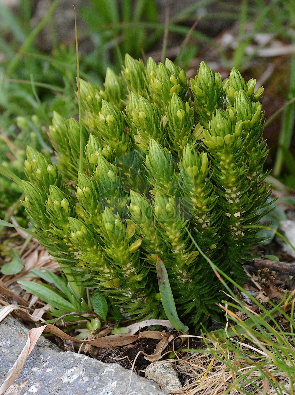 Huperzia selago - Lycopodiaceae,Plantae,Pteridobiotina,Lycopodiophyta,Lycopodiopsida,Lycopodiales,Lycopodiaceae,Huperzioideae,Huperzia,Huperzia selago,Lycopodium densum, Lycopodium selago, Lycopodium selago f. patens, Lycopodium selago subsp. patens, Lycopodium selago subsp. selago, Lycopodium selago var. densum, Lycopodium selago var. patens, Lycopodium selago var. recurvum, Lycopodium selago var. selago, Mirmau selago, Plananthus patens, Plananthus selago, Urostachys selago,Tannen-Teufelsklaue;Tannen-Bärlapp;Tannenbärlapp;Teufelsklaue;Tangelkraut;fir clubmoss;northern fir-moss;huperzie sélagine;Lycopode à bulbilles;lycopode sélagine;lycopode sabine;sélagine;herbe au porc;mousse purgative;selago;musgo derecho;Licopodio abietino;dennenwolfsklauw;plompe wolfsklauw;баранец обыкновенный;плаун баранец;dik kibritotu;huperzie;licopodi selago;lopplummer;vanlig lopplummer;otteradet ulvefod;widłak wroniec;wroniec widlasty;hime-sugi-ran;ヒメスギラン;brezklaso lisičje;részeg korpafű;vranec jedlový;brădișor;chvostník jedľový;баранець звичайний;иглолистен плаун;harilik ungrukold;apdzira;lusegras;havuketunlieko;ketunlieko;skollafingur;игличаста пречица;ситна пречица;miškinis atgiris;xiǎo shān lán;xiǎo shān lán shí shān;小杉兰;小杉兰石杉