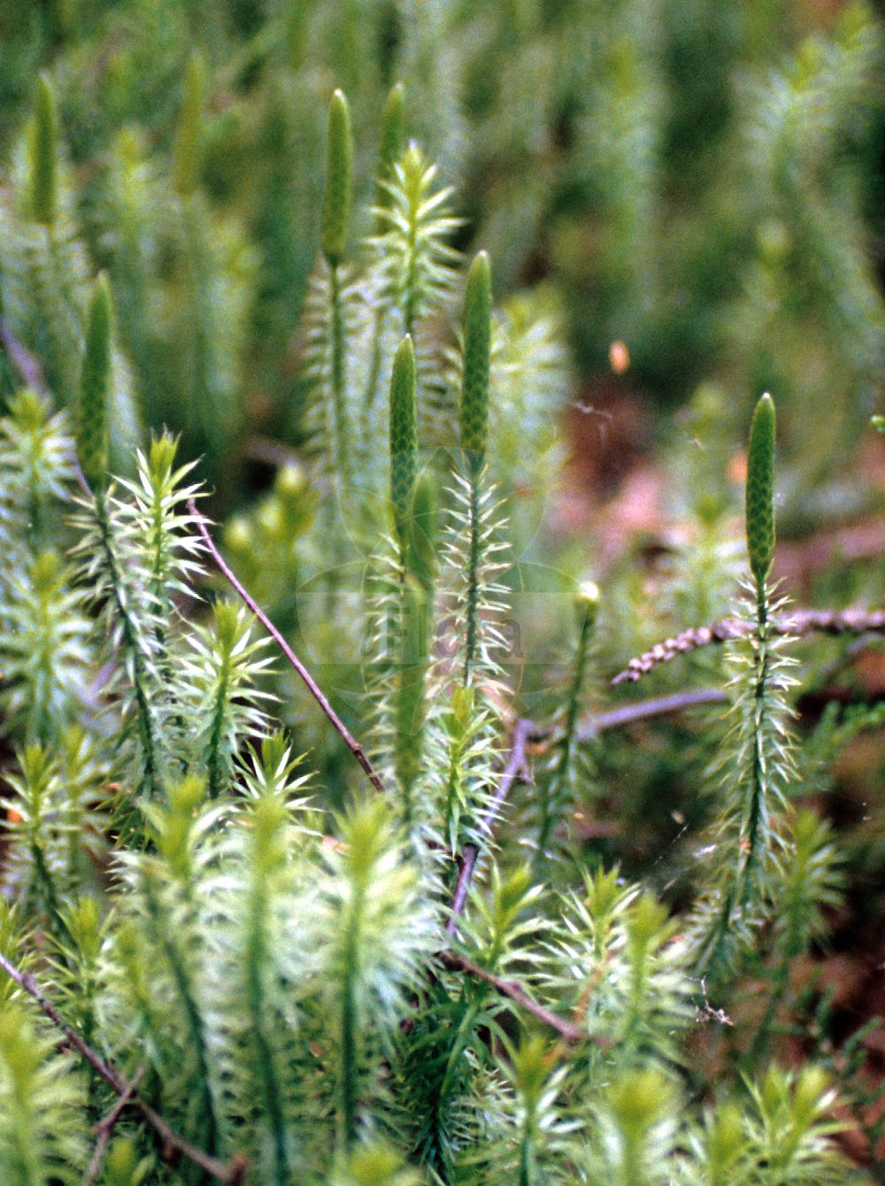 Lycopodium annotinum - Lycopodiaceae,Plantae,Pteridobiotina,Lycopodiophyta,Lycopodiopsida,Lycopodiales,Lycopodiaceae,Lycopodioideae,Lycopodium,Lycopodium annotinum,Lepidotis annotina, Lycopodium annotinum f. angustatum, Lycopodium annotinum f. annotinum, Lycopodium annotinum f. groenlandicum, Lycopodium annotinum f. montanum, Lycopodium annotinum f. proliferum, Lycopodium annotinum subsp. annotinum, Lycopodium annotinum var. acrifolium, Lycopodium annotinum var. annotinum, Lycopodium annotinum var. subpungens, Spinulum annotinum,Eigentlicher Sprossender Bärlapp;Sprossender Bärlapp;Wald-Bärlapp;Schlangen-Bärlapp;interrupted clubmoss;bristly club-moss;lycopode interrompu;stiff clubmoss;Lycopode des forêts;lycopode à rameaux annuels;lycopode à feuilles de genévrier;lycopode douteux;lycopode interrompu;lycopode à rameaux d'un an;lycopode innovant;Licopodio annotino;licopodio gineprino;stekende wolfsklauw;плаун годичный;плаун колючий;плаун сомнительный;yalın göbektozu;licopodi annoti;nordlummer;revlummer;vanlig revlummer;femradet ulvefod;islandsk ulvefod;widłak jałowcowaty;sugi-kazura;スギカズラ;brinolistni lisičjak;kígyózó korpafű;plavuň pučivá;cornișor;plavúň pučivý;плаун річний;kattegold;gada staipeknis;fjellkråkefot;stri kråkefot;pohjanriidenlieko;riidenlieko;lyngjafni;miškinis;duō suì shí sōng;多穗石松