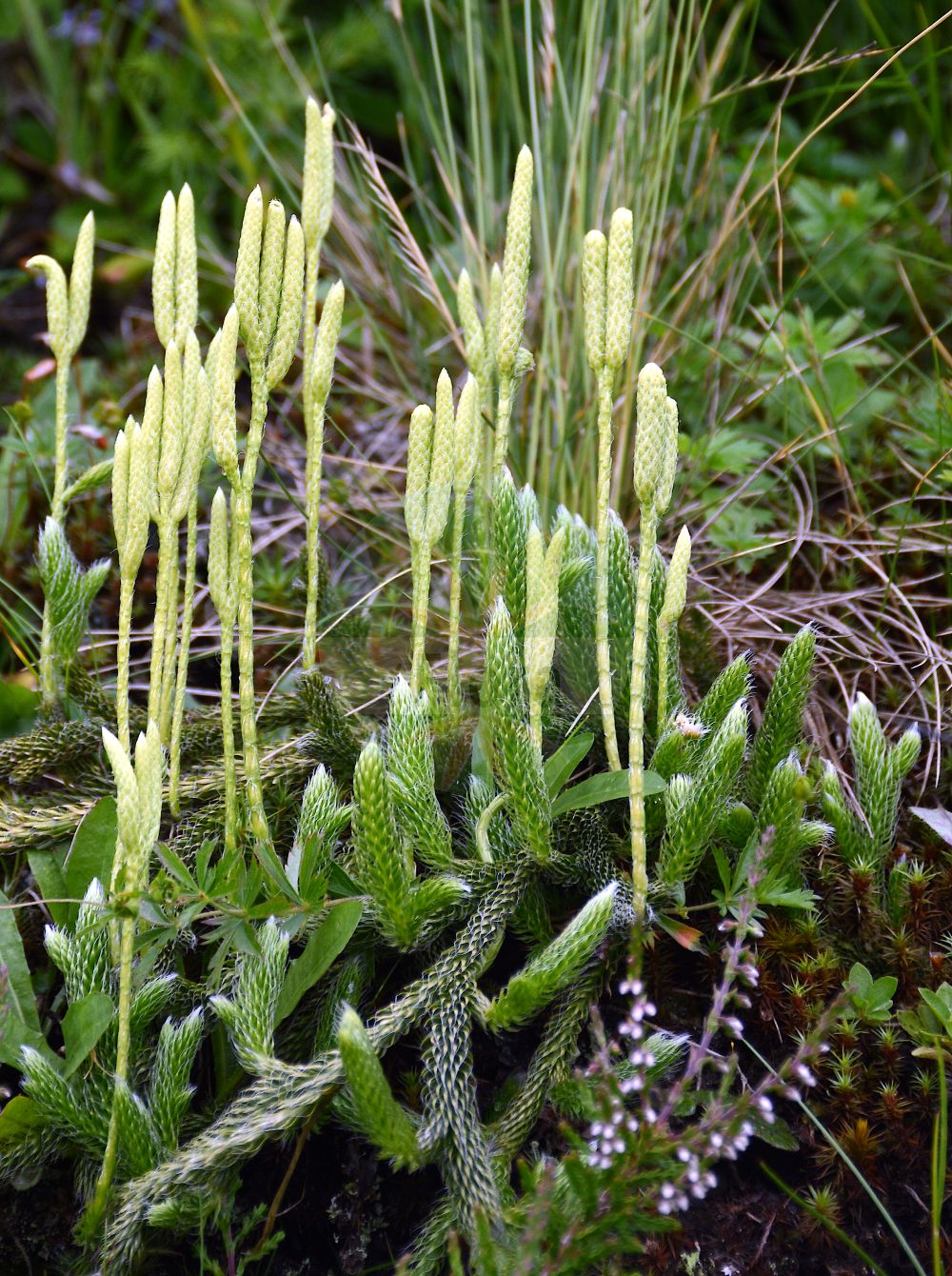 Lycopodium clavatum - Lycopodiaceae,Plantae,Pteridobiotina,Lycopodiophyta,Lycopodiopsida,Lycopodiales,Lycopodiaceae,Lycopodioideae,Lycopodium,Lycopodium clavatum,Lepidotis ciliata, Lepidotis clavata, Lepidotis inflexa, Lycopodium aristatum, Lycopodium aristatum var. desvauxianum, Lycopodium aristatum var. incurvum, Lycopodium aristatum var. robustius, Lycopodium ciliatum, Lycopodium clavatum f. brevipedunculatum, Lycopodium clavatum f. clavatum, Lycopodium clavatum f. decapitatum, Lycopodium clavatum f. frondescens, Lycopodium clavatum f. frondosum, Lycopodium clavatum f. incurvum, Lycopodium clavatum f. robustinus, Lycopodium clavatum f. sterilis, Lycopodium clavatum f. trilobum, Lycopodium clavatum subsp. clavatum, Lycopodium clavatum subsp. contiguum, Lycopodium clavatum var. aristatum, Lycopodium clavatum var. asiaticum, Lycopodium clavatum var. borbonicum, Lycopodium clavatum var. clavatum, Lycopodium clavatum var. desvauxianum, Lycopodium clavatum var. equisetoides, Lycopodium clavatum var. eriostachys, Lycopodium clavatum var. inflexum, Lycopodium clavatum var. jamaicense, Lycopodium clavatum var. laurentianum, Lycopodium clavatum var. minarum, Lycopodium clavatum var. montanum, Lycopodium clavatum var. nataliense, Lycopodium clavatum var. paucidivisum, Lycopodium clavatum var. piliferum, Lycopodium clavatum var. preslianum, Lycopodium clavatum var. pseudocontiguum, Lycopodium clavatum var. raddianum, Lycopodium clavatum var. robustius, Lycopodium clavatum var. serpens, Lycopodium clavatum var. sitchaense, Lycopodium clavatum var. subremotum, Lycopodium clavatum var. trichiatum, Lycopodium clavatum var. trichophyllum, Lycopodium clavatum var. tristachyum, Lycopodium contiguum, Lycopodium eriostachys, Lycopodium herbaceum, Lycopodium inflexum, Lycopodium mayoris, Lycopodium piliferum, Lycopodium preslii, Lycopodium trichiatum, Lycopodium trichiatum var. desvauxianum, Lycopodium trichophyllum, Lycopodium vestitum var. herbaceum, Urostachys plutonis,Keulen-Bärlapp;Gewöhnlicher Keulen-Bärlapp;Drudenfuß;Schlangenmoos;Wolfsraute;Schneehuhn-Bärlapp;stag's-horn clubmoss;common club-moss;one-cone club-moss;lycopode à massue;lycopode patte-de-lapin;common clubmoss;ground pine;one-cone clubmoss;running clubmoss;Lycopode en massue;jalousie;lycopode lagopède;éguaire;lycopode à un épi;herbe à la teigne;griffe de loup;mousse terrestre;soufre végétal;herbe aux massues;lycopode claviforme;lycopode officinal;lycopode patte-de-lapin;patte de loup;azufre vegetal;pie de lobo;Licopodio clavato;erba strega;licopodio a una spiga;groote-wolfsklauw;groote wolfsklauw;grote wolfsklauw;licopódio-da-estrela;плаун булавовидный;плаун куропаточий;göbektozu;likopodi;lycopodi;riplummer;mattlummer;vanlig mattlummer;almindelig ulvefod;nordlig ulvefod;witłak gożdzisty;hikage-no-kazura;ヒカゲノカズラ;kijasti lisičjak;kapcsos korpafű;plavuň vidlačka;plavúň vidličkovitý;pedicuţă;plavúň obyčajný;плаун булавовидний;бухалковиден плаун;клиновиден плаун;karukold;vālīšu staipeknis;myk kråkefot;rypefot;katinlieko;pohjankatinlieko;burstajafni;vaistinis pataisas;dōng běi shí sōng;东北石松