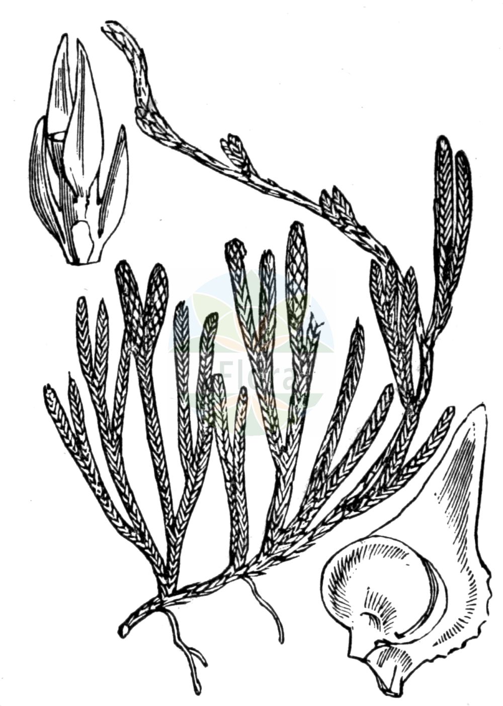Lycopodium alpinum - Lycopodiaceae,Plantae,Pteridobiotina,Lycopodiophyta,Lycopodiopsida,Lycopodiales,Lycopodiaceae,Lycopodioideae,Lycopodium,Lycopodium alpinum,Diphasiastrum alpinum var. planiramulosum, Diphasiastrum complanatum subsp. alpinum, Diphasiastrum kablikianum, Diphasium alpinum, Lepidotis alpina, Lycopodium alpinum f. umbrosum, Lycopodium alpinum subsp. kablikianum, Lycopodium alpinum var. planiramulosum, Stachygynandrum alpinum,Alpen-Flachbärlapp;Alpen-Bärlapp;alpine clubmoss;alpine club-moss;lycopode alpin;Lycopode des Alpes;lycopode des AlpesAlpenbärlapp Zypressenflachbärlapp licopodio alpino fjällummer двурядник альпийский дифазиаструм альпийский widlicz alpejski widłak alpejski bjerg-ulvefod alpski dvorednik deactivated;lycopode alpin;Licopodio alpino;alpenwolfsklauw;двурядник альпийский;дифазиаструм альпийский;dağ kibritotu;fjällummer;bjerg-ulvefod;widlicz alpejski;widłak alpejski;chishima-hikage-no-kazura;チシマヒカゲノカズラ;alpski dvorednik;alpesi korpafű;plavuník alpínský;brădișor;plavúnik alpínsky;діфазіаструм альпійський;алпийски плаун;fjelljamne;tunturilieko;litunarjafni;алпска пречица;gāo shān biǎn zhī shí sōng;高山扁枝石松