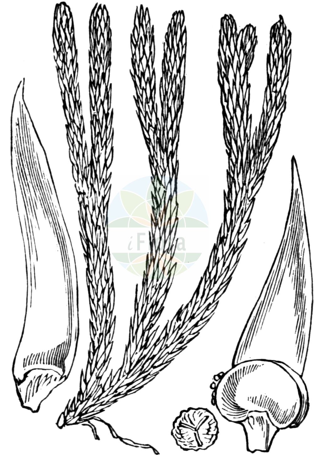 Huperzia selago - Lycopodiaceae,Plantae,Pteridobiotina,Lycopodiophyta,Lycopodiopsida,Lycopodiales,Lycopodiaceae,Huperzioideae,Huperzia,Huperzia selago,Lycopodium densum, Lycopodium selago, Lycopodium selago f. patens, Lycopodium selago subsp. patens, Lycopodium selago subsp. selago, Lycopodium selago var. densum, Lycopodium selago var. patens, Lycopodium selago var. recurvum, Lycopodium selago var. selago, Mirmau selago, Plananthus patens, Plananthus selago, Urostachys selago,Tannen-Teufelsklaue;Tannen-Bärlapp;Tannenbärlapp;Teufelsklaue;Tangelkraut;fir clubmoss;northern fir-moss;huperzie sélagine;Lycopode à bulbilles;lycopode sélagine;lycopode sabine;sélagine;herbe au porc;mousse purgative;selago;musgo derecho;Licopodio abietino;dennenwolfsklauw;plompe wolfsklauw;баранец обыкновенный;плаун баранец;dik kibritotu;huperzie;licopodi selago;lopplummer;vanlig lopplummer;otteradet ulvefod;widłak wroniec;wroniec widlasty;hime-sugi-ran;ヒメスギラン;brezklaso lisičje;részeg korpafű;vranec jedlový;brădișor;chvostník jedľový;баранець звичайний;иглолистен плаун;harilik ungrukold;apdzira;lusegras;havuketunlieko;ketunlieko;skollafingur;игличаста пречица;ситна пречица;miškinis atgiris;xiǎo shān lán;xiǎo shān lán shí shān;小杉兰;小杉兰石杉