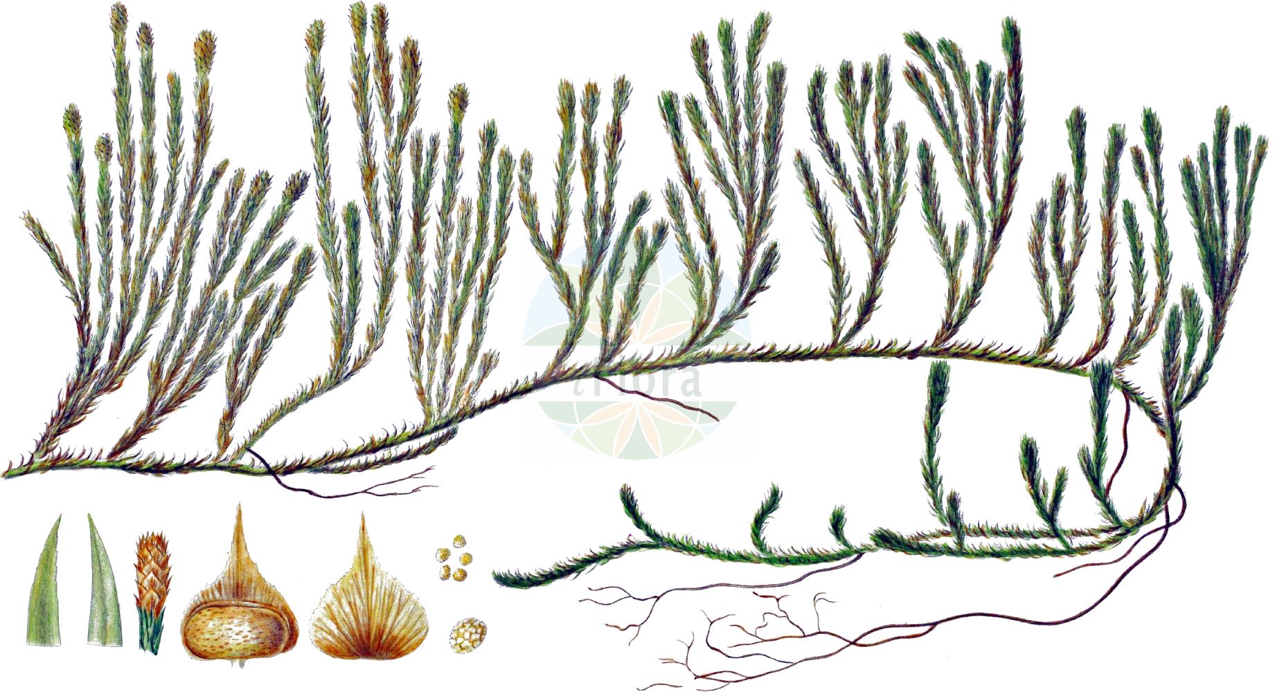 Lycopodium annotinum - Lycopodiaceae,Plantae,Pteridobiotina,Lycopodiophyta,Lycopodiopsida,Lycopodiales,Lycopodiaceae,Lycopodioideae,Lycopodium,Lycopodium annotinum,Lepidotis annotina, Lycopodium annotinum f. angustatum, Lycopodium annotinum f. annotinum, Lycopodium annotinum f. groenlandicum, Lycopodium annotinum f. montanum, Lycopodium annotinum f. proliferum, Lycopodium annotinum subsp. annotinum, Lycopodium annotinum var. acrifolium, Lycopodium annotinum var. annotinum, Lycopodium annotinum var. subpungens, Spinulum annotinum,Eigentlicher Sprossender Bärlapp;Sprossender Bärlapp;Wald-Bärlapp;Schlangen-Bärlapp;interrupted clubmoss;bristly club-moss;lycopode interrompu;stiff clubmoss;Lycopode des forêts;lycopode à rameaux annuels;lycopode à feuilles de genévrier;lycopode douteux;lycopode interrompu;lycopode à rameaux d'un an;lycopode innovant;Licopodio annotino;licopodio gineprino;stekende wolfsklauw;плаун годичный;плаун колючий;плаун сомнительный;yalın göbektozu;licopodi annoti;nordlummer;revlummer;vanlig revlummer;femradet ulvefod;islandsk ulvefod;widłak jałowcowaty;sugi-kazura;スギカズラ;brinolistni lisičjak;kígyózó korpafű;plavuň pučivá;cornișor;plavúň pučivý;плаун річний;kattegold;gada staipeknis;fjellkråkefot;stri kråkefot;pohjanriidenlieko;riidenlieko;lyngjafni;miškinis;duō suì shí sōng;多穗石松