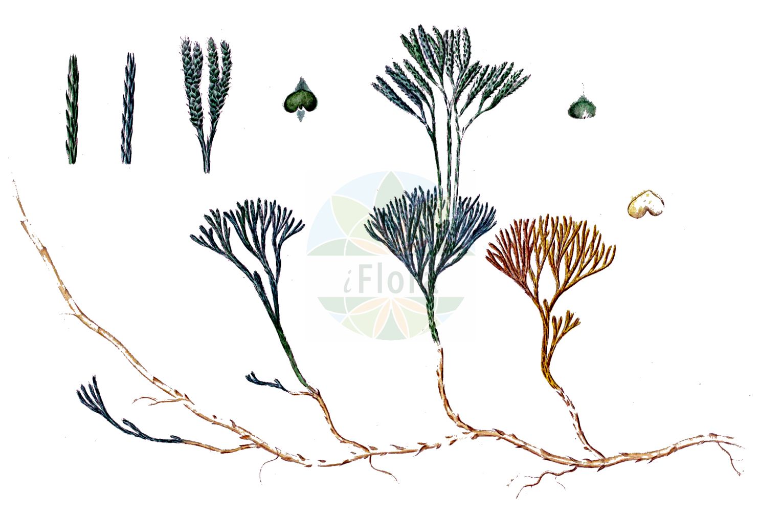 Lycopodium complanatum - Lycopodiaceae,Plantae,Pteridobiotina,Lycopodiophyta,Lycopodiopsida,Lycopodiales,Lycopodiaceae,Lycopodioideae,Lycopodium,Lycopodium complanatum,Diphasiastrum complanatum, Diphasiastrum complanatum f. montelii, Diphasiastrum complanatum subsp. hastulatum, Diphasiastrum complanatum subsp. montellii, Diphasiastrum montellii, Diphasiastrum wilceae, Diphasium anceps, Diphasium complanatum, Diphasium complanatum subsp. montelii, Diphasium hastulatum, Diphasium wallrothii, Lepidotis complanata, Lycopodium complanatum f. brachypodum, Lycopodium complanatum f. canadense, Lycopodium complanatum f. complanatum, Lycopodium complanatum f. simplex, Lycopodium complanatum subsp. montellii, Lycopodium complanatum subvar. proliferum, Lycopodium complanatum subvar. recurvatum, Lycopodium complanatum var. canadense, Lycopodium complanatum var. complanatum, Lycopodium wilceae, Stachygynandrum complanatum,Gemeiner Flachbärlapp;Gewöhnlicher Flachbärlapp;issler's clubmoss;northern running-pine;lycopode aplati;flat-stemmed clubmoss;groundcedar;complanate clubmoss;Lycopode aplati;Licopodio spianato;licopodio appiattito;vlakke wolfsklauw;двурядник сплюснутый;дифазиаструм плоский;finnlummer;plattlummer;vanlig plattlummer;finsk ulvefod;flad ulvefod;widlicz spłaszczony;widłak spłaszczony;asuhi-kazura;アスヒカズラ;sploščeni dvorednik;közönséges laposkorpafű;plavuník zploštělý;șerpușor;plavúnik sploštený;діфазіаструм сплюснутий;сплескан плаун;mets-vareskold;parastais plakanstaipeknis;finnjamne;skogjamne;keltalieko;pohjankeltalieko;dvišakė padraika;biǎn zhī shí sōng;扁枝石松