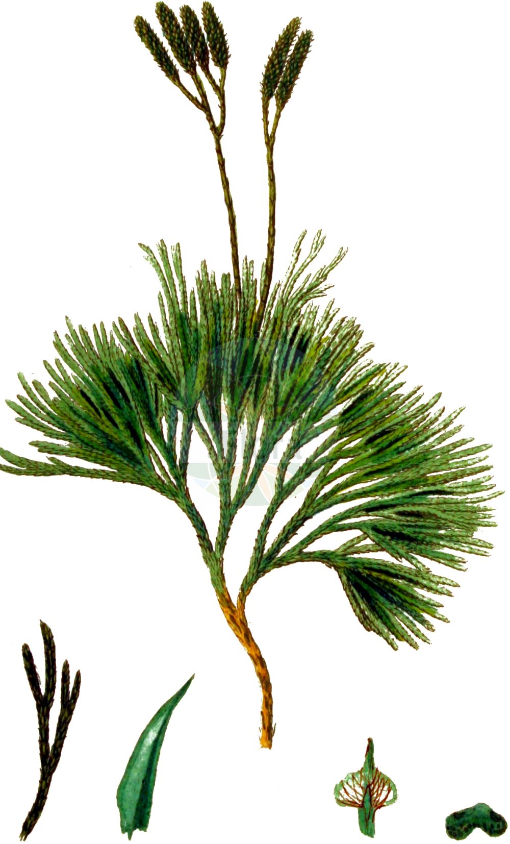 Lycopodium complanatum - Lycopodiaceae,Plantae,Pteridobiotina,Lycopodiophyta,Lycopodiopsida,Lycopodiales,Lycopodiaceae,Lycopodioideae,Lycopodium,Lycopodium complanatum,Diphasiastrum complanatum, Diphasiastrum complanatum f. montelii, Diphasiastrum complanatum subsp. hastulatum, Diphasiastrum complanatum subsp. montellii, Diphasiastrum montellii, Diphasiastrum wilceae, Diphasium anceps, Diphasium complanatum, Diphasium complanatum subsp. montelii, Diphasium hastulatum, Diphasium wallrothii, Lepidotis complanata, Lycopodium complanatum f. brachypodum, Lycopodium complanatum f. canadense, Lycopodium complanatum f. complanatum, Lycopodium complanatum f. simplex, Lycopodium complanatum subsp. montellii, Lycopodium complanatum subvar. proliferum, Lycopodium complanatum subvar. recurvatum, Lycopodium complanatum var. canadense, Lycopodium complanatum var. complanatum, Lycopodium wilceae, Stachygynandrum complanatum,Gemeiner Flachbärlapp;Gewöhnlicher Flachbärlapp;issler's clubmoss;northern running-pine;lycopode aplati;flat-stemmed clubmoss;groundcedar;complanate clubmoss;Lycopode aplati;Licopodio spianato;licopodio appiattito;vlakke wolfsklauw;двурядник сплюснутый;дифазиаструм плоский;finnlummer;plattlummer;vanlig plattlummer;finsk ulvefod;flad ulvefod;widlicz spłaszczony;widłak spłaszczony;asuhi-kazura;アスヒカズラ;sploščeni dvorednik;közönséges laposkorpafű;plavuník zploštělý;șerpușor;plavúnik sploštený;діфазіаструм сплюснутий;сплескан плаун;mets-vareskold;parastais plakanstaipeknis;finnjamne;skogjamne;keltalieko;pohjankeltalieko;dvišakė padraika;biǎn zhī shí sōng;扁枝石松