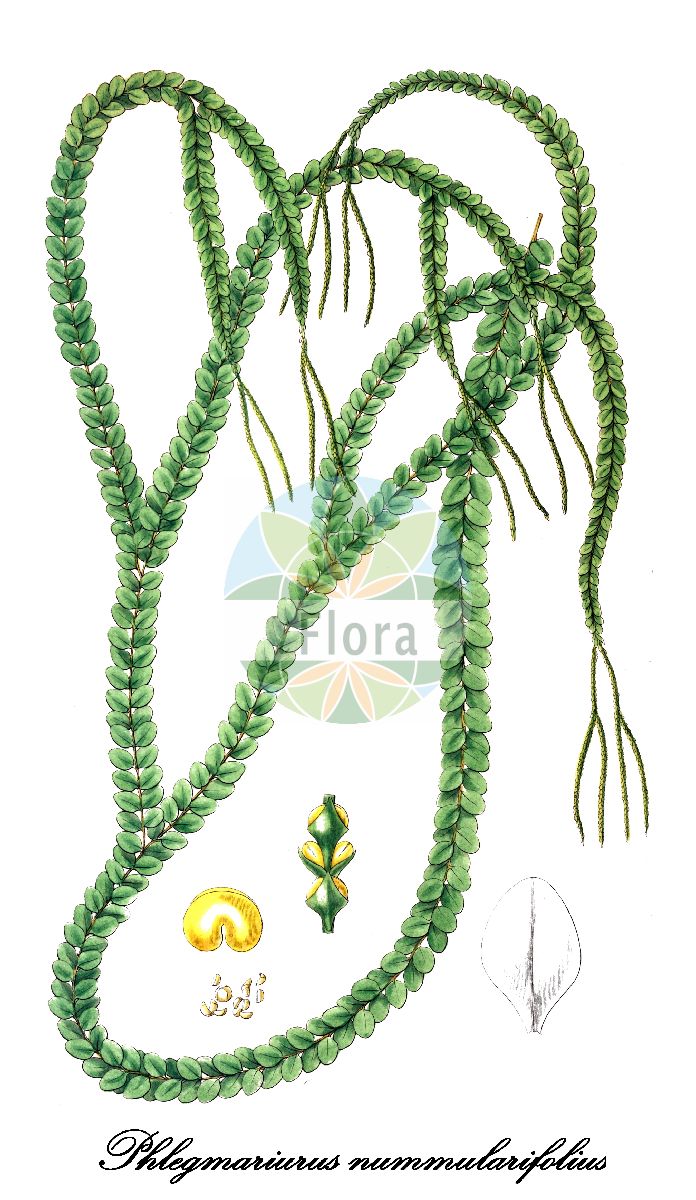 Phlegmariurus nummularifolius - Lycopodiaceae