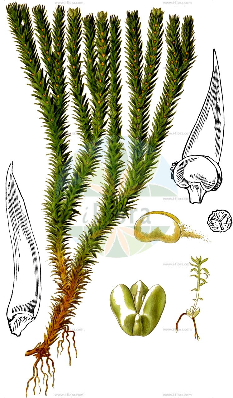 Huperzia selago - Lycopodiaceae,Plantae,Pteridobiotina,Lycopodiophyta,Lycopodiopsida,Lycopodiales,Lycopodiaceae,Huperzioideae,Huperzia,Huperzia selago,Lycopodium densum, Lycopodium selago, Lycopodium selago f. patens, Lycopodium selago subsp. patens, Lycopodium selago subsp. selago, Lycopodium selago var. densum, Lycopodium selago var. patens, Lycopodium selago var. recurvum, Lycopodium selago var. selago, Mirmau selago, Plananthus patens, Plananthus selago, Urostachys selago,Tannen-Teufelsklaue;Tannen-Bärlapp;Tannenbärlapp;Teufelsklaue;Tangelkraut;fir clubmoss;northern fir-moss;huperzie sélagine;Lycopode à bulbilles;lycopode sélagine;lycopode sabine;sélagine;herbe au porc;mousse purgative;selago;musgo derecho;Licopodio abietino;dennenwolfsklauw;plompe wolfsklauw;баранец обыкновенный;плаун баранец;dik kibritotu;huperzie;licopodi selago;lopplummer;vanlig lopplummer;otteradet ulvefod;widłak wroniec;wroniec widlasty;hime-sugi-ran;ヒメスギラン;brezklaso lisičje;részeg korpafű;vranec jedlový;brădișor;chvostník jedľový;баранець звичайний;иглолистен плаун;harilik ungrukold;apdzira;lusegras;havuketunlieko;ketunlieko;skollafingur;игличаста пречица;ситна пречица;miškinis atgiris;xiǎo shān lán;xiǎo shān lán shí shān;小杉兰;小杉兰石杉