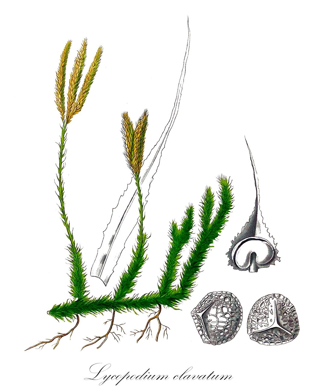 Lycopodium clavatum - Lycopodiaceae,Plantae,Pteridobiotina,Lycopodiophyta,Lycopodiopsida,Lycopodiales,Lycopodiaceae,Lycopodioideae,Lycopodium,Lycopodium clavatum,Lepidotis ciliata, Lepidotis clavata, Lepidotis inflexa, Lycopodium aristatum, Lycopodium aristatum var. desvauxianum, Lycopodium aristatum var. incurvum, Lycopodium aristatum var. robustius, Lycopodium ciliatum, Lycopodium clavatum f. brevipedunculatum, Lycopodium clavatum f. clavatum, Lycopodium clavatum f. decapitatum, Lycopodium clavatum f. frondescens, Lycopodium clavatum f. frondosum, Lycopodium clavatum f. incurvum, Lycopodium clavatum f. robustinus, Lycopodium clavatum f. sterilis, Lycopodium clavatum f. trilobum, Lycopodium clavatum subsp. clavatum, Lycopodium clavatum subsp. contiguum, Lycopodium clavatum var. aristatum, Lycopodium clavatum var. asiaticum, Lycopodium clavatum var. borbonicum, Lycopodium clavatum var. clavatum, Lycopodium clavatum var. desvauxianum, Lycopodium clavatum var. equisetoides, Lycopodium clavatum var. eriostachys, Lycopodium clavatum var. inflexum, Lycopodium clavatum var. jamaicense, Lycopodium clavatum var. laurentianum, Lycopodium clavatum var. minarum, Lycopodium clavatum var. montanum, Lycopodium clavatum var. nataliense, Lycopodium clavatum var. paucidivisum, Lycopodium clavatum var. piliferum, Lycopodium clavatum var. preslianum, Lycopodium clavatum var. pseudocontiguum, Lycopodium clavatum var. raddianum, Lycopodium clavatum var. robustius, Lycopodium clavatum var. serpens, Lycopodium clavatum var. sitchaense, Lycopodium clavatum var. subremotum, Lycopodium clavatum var. trichiatum, Lycopodium clavatum var. trichophyllum, Lycopodium clavatum var. tristachyum, Lycopodium contiguum, Lycopodium eriostachys, Lycopodium herbaceum, Lycopodium inflexum, Lycopodium mayoris, Lycopodium piliferum, Lycopodium preslii, Lycopodium trichiatum, Lycopodium trichiatum var. desvauxianum, Lycopodium trichophyllum, Lycopodium vestitum var. herbaceum, Urostachys plutonis,Keulen-Bärlapp;Gewöhnlicher Keulen-Bärlapp;Drudenfuß;Schlangenmoos;Wolfsraute;Schneehuhn-Bärlapp;stag's-horn clubmoss;common club-moss;one-cone club-moss;lycopode à massue;lycopode patte-de-lapin;common clubmoss;ground pine;one-cone clubmoss;running clubmoss;Lycopode en massue;jalousie;lycopode lagopède;éguaire;lycopode à un épi;herbe à la teigne;griffe de loup;mousse terrestre;soufre végétal;herbe aux massues;lycopode claviforme;lycopode officinal;lycopode patte-de-lapin;patte de loup;azufre vegetal;pie de lobo;Licopodio clavato;erba strega;licopodio a una spiga;groote-wolfsklauw;groote wolfsklauw;grote wolfsklauw;licopódio-da-estrela;плаун булавовидный;плаун куропаточий;göbektozu;likopodi;lycopodi;riplummer;mattlummer;vanlig mattlummer;almindelig ulvefod;nordlig ulvefod;witłak gożdzisty;hikage-no-kazura;ヒカゲノカズラ;kijasti lisičjak;kapcsos korpafű;plavuň vidlačka;plavúň vidličkovitý;pedicuţă;plavúň obyčajný;плаун булавовидний;бухалковиден плаун;клиновиден плаун;karukold;vālīšu staipeknis;myk kråkefot;rypefot;katinlieko;pohjankatinlieko;burstajafni;vaistinis pataisas;dōng běi shí sōng;东北石松