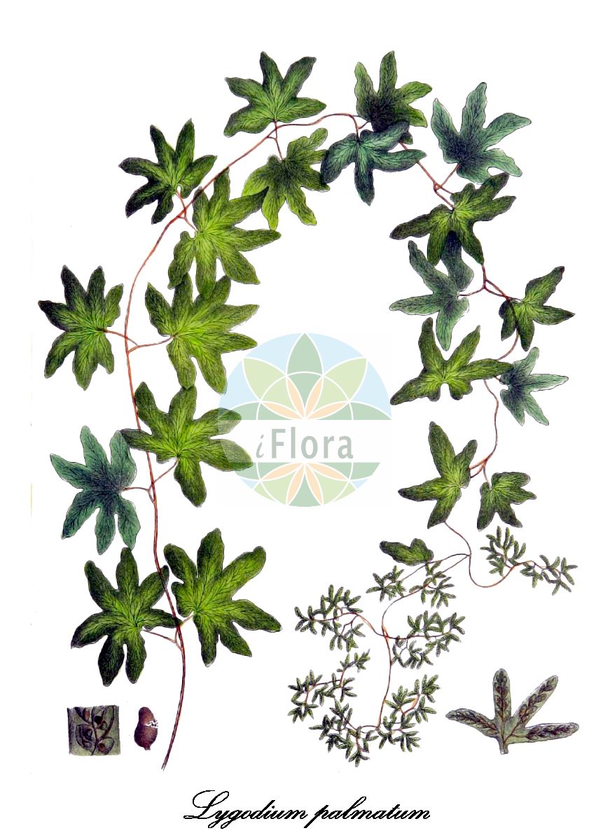 Lygodium palmatum - Lygodiaceae,Plantae,Pteridobiotina,Polypodiophyta,Polypodiopsida,Polypodiidae,Schizaeales,Lygodiaceae,Lygodium,Lygodium palmatum,Cteisium palmatum, Cteisium paniculatum, Gisopteris palmata, Hydroglossum palmatum, Ramondia palmata,hartford fern;american climbing fern;creeping fern;windsor fern