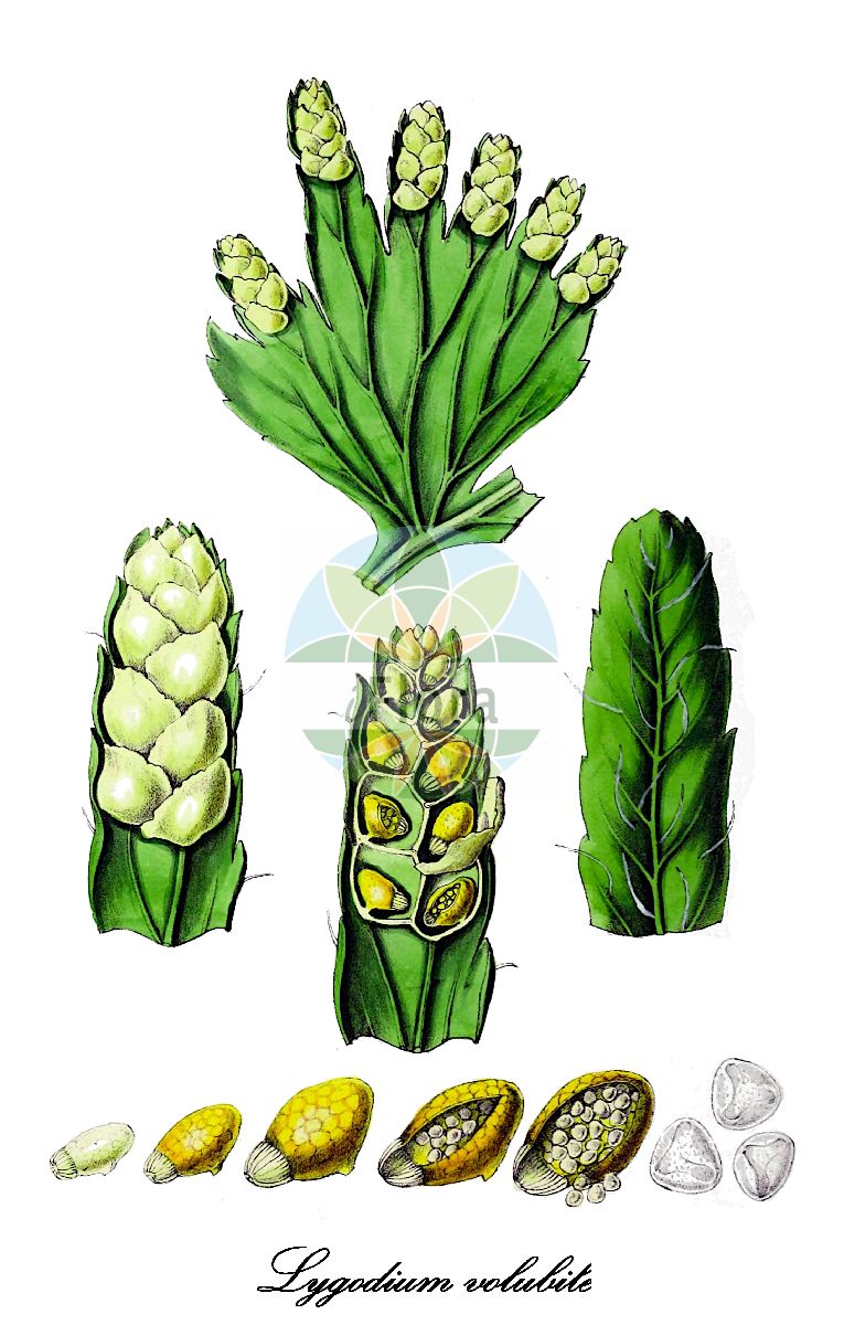 Lygodium volubile - Lygodiaceae,Plantae,Pteridobiotina,Polypodiophyta,Polypodiopsida,Polypodiidae,Schizaeales,Lygodiaceae,Lygodium,Lygodium volubile,Hydroglossum expansum, Hydroglossum heptaphyllum, Hydroglossum volubile, Lygodium acuminatum, Lygodium expansum, Lygodium heptaphyllum, Lygodium hirtum, Lygodium intermedium, Lygodium lucens, Lygodium micans, Lygodium pedicellatum, Lygodium puberulum, Lygodium surinamense, Lygodium varium, Lygodium volubile var. acuminatum, Lygodium volubile var. hirtum, Lygodium volubile var. lucens, Lygodium volubile var. wrightii, Lygodium wrightii, Osmunda scandens