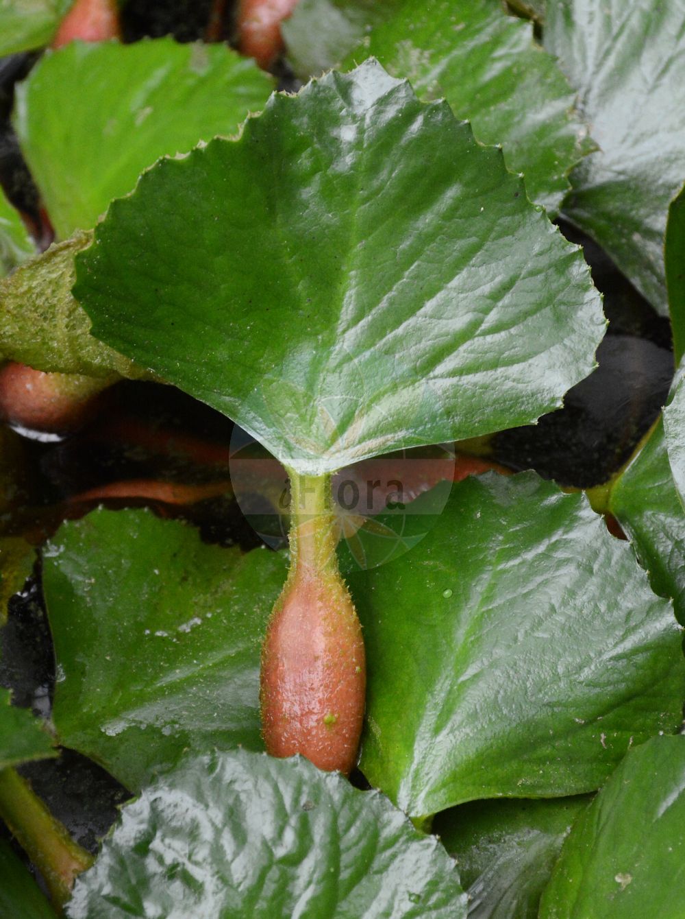 Trapa natans - Lythraceae,Plantae,Pteridobiotina,Angiosperms,Myrtales,Lythraceae,Trapa,Trapa natans,Trapa bispinosa var. iinumae, Trapa muzzanensis var. europaea, Trapa pseudoincisa, Trapa pseudoincisa var. aspinosa, Trapa pseudoincisa var. complana, Trapa sibirica var. ussuriensis, Tribulus aquaticus,Gewöhnliche Wassernuss;Wassernuss;water chestnut;horn nut;trapa nut;water caltrop;Châtaigne d'eau;Macre flottante;noix aquatique;mâcre flottante;marron d'eau;mâcre;mâcre nageante;castaña de agua;abrojo acuático;abrojo aromático;abrojo de agua;nuez de agua;tríbulo acuático;Castagna d'acqua;tribolo acquatico;waternoot;водяной орех плавающий;рогульник плавающий;чёртов орех;чилим плавающий;sukestanesi;gështenjë njëse;kaciron;castanya d'aigua;vodeni orašac;vattennöt;sjönöt;hornnød;kotewka orzech wodny;himebishi;hishi;ヒシ;ヒメビシ;vodni orešek;sulyom;kotvice plovoucí;cornaci;kotvica plávajúca;водяний горіх дунайський;водяний горіх плаваючий;водяний горіх російський;водяний горіх український;воден орех;джулюн;дяволски орех;peldošais ezerrieksts;vassnøtt;vesipähkinä;plūduriuojantis agaras;τριβόλι του νερόυ;ōu líng;xi guo ye ling;欧菱;细果野菱
