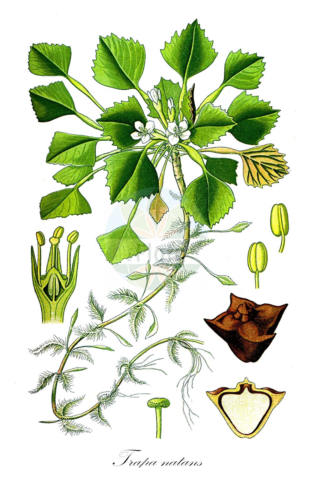 Trapa natans - Lythraceae,Plantae,Pteridobiotina,Angiosperms,Myrtales,Lythraceae,Trapa,Trapa natans,Trapa bispinosa var. iinumae, Trapa muzzanensis var. europaea, Trapa pseudoincisa, Trapa pseudoincisa var. aspinosa, Trapa pseudoincisa var. complana, Trapa sibirica var. ussuriensis, Tribulus aquaticus,Gewöhnliche Wassernuss;Wassernuss;water chestnut;horn nut;trapa nut;water caltrop;Châtaigne d'eau;Macre flottante;noix aquatique;mâcre flottante;marron d'eau;mâcre;mâcre nageante;castaña de agua;abrojo acuático;abrojo aromático;abrojo de agua;nuez de agua;tríbulo acuático;Castagna d'acqua;tribolo acquatico;waternoot;водяной орех плавающий;рогульник плавающий;чёртов орех;чилим плавающий;sukestanesi;gështenjë njëse;kaciron;castanya d'aigua;vodeni orašac;vattennöt;sjönöt;hornnød;kotewka orzech wodny;himebishi;hishi;ヒシ;ヒメビシ;vodni orešek;sulyom;kotvice plovoucí;cornaci;kotvica plávajúca;водяний горіх дунайський;водяний горіх плаваючий;водяний горіх російський;водяний горіх український;воден орех;джулюн;дяволски орех;peldošais ezerrieksts;vassnøtt;vesipähkinä;plūduriuojantis agaras;τριβόλι του νερόυ;ōu líng;xi guo ye ling;欧菱;细果野菱