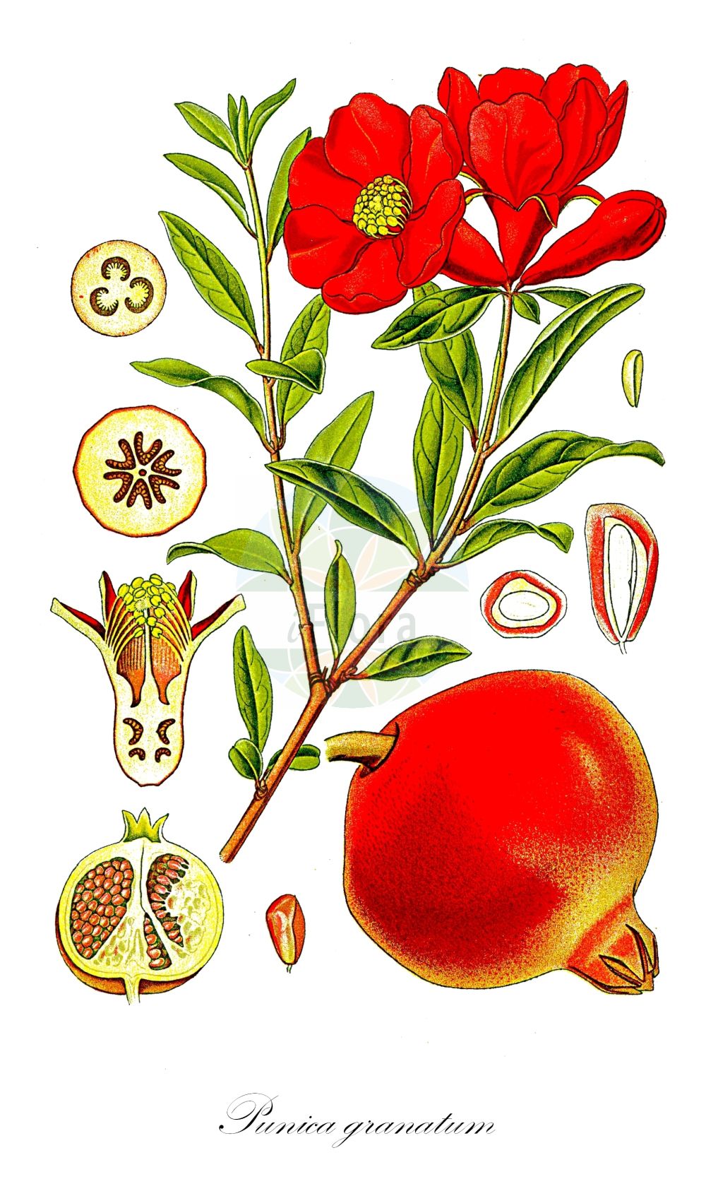 Punica granatum - Lythraceae,Plantae,Pteridobiotina,Angiosperms,Myrtales,Lythraceae,Punica,Punica granatum,Granatum punicum, Punica florida, Punica granatum f. albescens, Punica granatum f. flavescens, Punica granatum f. legrelliae, Punica granatum f. multiplex, Punica granatum f. plena, Punica granatum f. pleniflora, Punica granatum var. acidula, Punica granatum var. alba, Punica granatum var. albescens, Punica granatum var. flava, Punica granatum var. flavescens, Punica granatum var. frutescens, Punica granatum var. legrelliae, Punica granatum var. lutea, Punica granatum var. macrocarpa, Punica granatum var. microcarpa, Punica granatum var. militensis, Punica granatum var. multiplex, Punica granatum var. nana, Punica granatum var. parvifolia, Punica granatum var. pleniflora, Punica granatum var. pumila, Punica granatum var. sanguinea, Punica granatum var. sativum, Punica granatum var. semiplena, Punica granatum var. semperflorens, Punica granatum var. variegata, Punica granatum var. vulgaris, Punica grandiflora, Punica legrellei, Punica multiflora, Punica nana, Punica spinosa, Rhoea punica,Zwerg-Granatapfelbaum;Granatapfel;Granatapfelbaum;Grenadier;balaustier;migranier;granado;balaustia;granado borde;granado común;magrano;manglano;minnglanera;román;Melograno;granato;granata;pomo granato;granaatappelboom;granaatappel;romeira;milgreira;miligrandeira;milingrandeira;romanzeira;romãzeira;romãzeira-de-jardim;анар;гранат;nar;shegë;magraner;zrnati šipak;granatäppleträd;granatäpple;granatæble;zakuro;ザクロ;granatno jabolko;гранатник звичайний;нар;granateple;granaattiomena;ρογδιά;mingrana