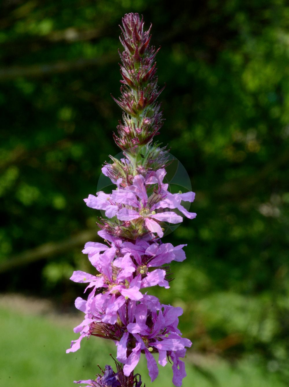 Lythrum salicaria - Lythraceae,Plantae,Pteridobiotina,Angiosperms,Myrtales,Lythraceae,Lythrum,Lythrum salicaria,Chabraea vulgaris, Chabraea vulgaris, Lythron salicarium, Lythrum alternifolium, Lythrum altissimum, Lythrum anceps, Lythrum argyi, Lythrum cashmerianum, Lythrum cinereum, Lythrum coronense, Lythrum diffusum, Lythrum dubium, Lythrum gracile, Lythrum hexagonum, Lythrum nummulariifolium, Lythrum palustre, Lythrum propinquum, Lythrum pubescens, Lythrum purshianum, Lythrum quadrifolium, Lythrum salicaria f. alata, Lythrum salicaria f. albiflora, Lythrum salicaria f. angustius, Lythrum salicaria f. brevistyla, Lythrum salicaria f. caudatum, Lythrum salicaria f. depauperatum, Lythrum salicaria f. glabrum, Lythrum salicaria f. gracile, Lythrum salicaria f. latius, Lythrum salicaria f. longistyla, Lythrum salicaria f. mediostyla, Lythrum salicaria f. orgyalis, Lythrum salicaria f. rariflorum, Lythrum salicaria f. serratifolia, Lythrum salicaria f. tomentosum, Lythrum salicaria f. virescens, Lythrum salicaria subf. anceps, Lythrum salicaria subsp. anceps, Lythrum salicaria subvar. caudatum, Lythrum salicaria subvar. genuinum, Lythrum salicaria subvar. glabricaule, Lythrum salicaria subvar. gracile, Lythrum salicaria subvar. oblongum, Lythrum salicaria var. anceps, Lythrum salicaria var. angustifolium, Lythrum salicaria var. genuinum, Lythrum salicaria var. glabricaule, Lythrum salicaria var. glabrum, Lythrum salicaria var. gracile, Lythrum salicaria var. longespicatum, Lythrum salicaria var. mairei, Lythrum salicaria var. pubescens, Lythrum salicaria var. salicaria, Lythrum salicaria var. stylosa, Lythrum salicaria var. tomentosum, Lythrum salicaria var. vulgare, Lythrum salicarium, Lythrum spicatum, Lythrum spicatum var. verticillatum, Lythrum spiciforme, Lythrum tomentosum, Salicaria spicata, Salicaria vulgaris,Gewöhnlicher Blutweiderich;Gewöhnlicher Blut-Weiderich;Blut-Weiderich;purple-loosestrife;purple lythrum;purple willowherb;red sally;spiked loosestrife;Salicaire commune;lysimaque rouge;lythrum salicaire;salicaire;salicaire à épis;salicaire officinale;lysimaquia roja;salicaria;arroyuela;esmermasangres;frailes;hierba de las tripas;hierba lacharera;lisimaquia roja;salicaria vulgar;tripera;Salcerella comune;riparella;salicaria;lisimachia rossa;kattestaart;grote kattenstaart;salgueirinha;erva-carapau;salgueira;salguerinha;salicária;дербенник иволистный;hevhulma;bargjak;bargjaku shelgjesh;litre;salicària;purpurna vrbica;fackelblomster;almindelig kattehale;kattehale;krwawnica pospolita;ezomisohagi;エゾミソハギ;navadna krvenka;réti füzény;kyprej vrbice;vrbica vŕbolistá;плакун верболистий;плакун середній;върболист;върболистна блвтия;обикновена блатия;harilik kukesaba;vītolu vējmietiņš;kattehale;rantakukka;велика врбица;shanit gedolah;שָׁנִית גְּדוֹלָה;paprastoji raudoklė;λύθρο;qiān qū cài;千屈菜