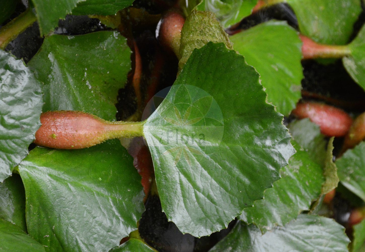 Trapa natans - Lythraceae,Plantae,Pteridobiotina,Angiosperms,Myrtales,Lythraceae,Trapa,Trapa natans,Trapa bispinosa var. iinumae, Trapa muzzanensis var. europaea, Trapa pseudoincisa, Trapa pseudoincisa var. aspinosa, Trapa pseudoincisa var. complana, Trapa sibirica var. ussuriensis, Tribulus aquaticus,Gewöhnliche Wassernuss;Wassernuss;water chestnut;horn nut;trapa nut;water caltrop;Châtaigne d'eau;Macre flottante;noix aquatique;mâcre flottante;marron d'eau;mâcre;mâcre nageante;castaña de agua;abrojo acuático;abrojo aromático;abrojo de agua;nuez de agua;tríbulo acuático;Castagna d'acqua;tribolo acquatico;waternoot;водяной орех плавающий;рогульник плавающий;чёртов орех;чилим плавающий;sukestanesi;gështenjë njëse;kaciron;castanya d'aigua;vodeni orašac;vattennöt;sjönöt;hornnød;kotewka orzech wodny;himebishi;hishi;ヒシ;ヒメビシ;vodni orešek;sulyom;kotvice plovoucí;cornaci;kotvica plávajúca;водяний горіх дунайський;водяний горіх плаваючий;водяний горіх російський;водяний горіх український;воден орех;джулюн;дяволски орех;peldošais ezerrieksts;vassnøtt;vesipähkinä;plūduriuojantis agaras;τριβόλι του νερόυ;ōu líng;xi guo ye ling;欧菱;细果野菱