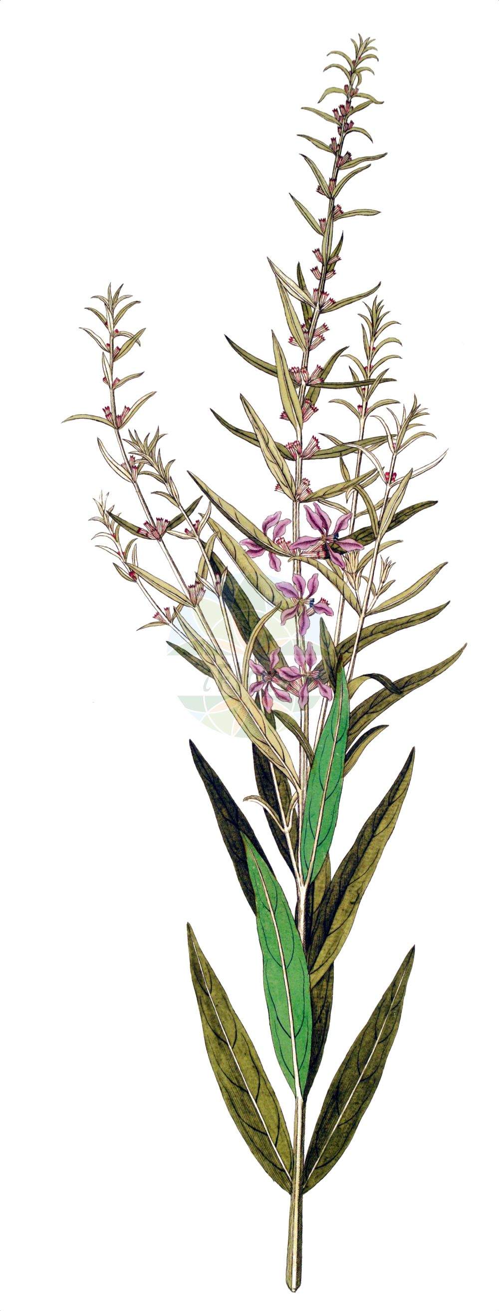 Lythrum virgatum - Lythraceae,Plantae,Pteridobiotina,Angiosperms,Myrtales,Lythraceae,Lythrum,Lythrum virgatum,Hexostemon virgatus, Lythrum acuminatum, Lythrum austriacum, Lythrum divaricatum, Lythrum elegans, Lythrum lusitanicum, Lythrum roseum-superbum, Pythagorea virgata, Salicaria virgata,Ruten-Blutweiderich;Ruten-Weiderich;Lythrum effilé;salcerella minore;дербенник прутовидный;çamur aklarotu;bargjak;šibasta vrbica;smalt fackelblomster;smalbladet kattehale;krwawnica rózgowata;šibasta krvenka;vesszős füzény;kyprej prutnatý;vrbica prutnatá;плакун прутовидний;пръстена блатия;prydkattehale;etelänrantakukka;шибљаста врбица;шибљаста врбичица;zhǒu;zhǒu zhī qiān qū cài;帚枝千屈菜