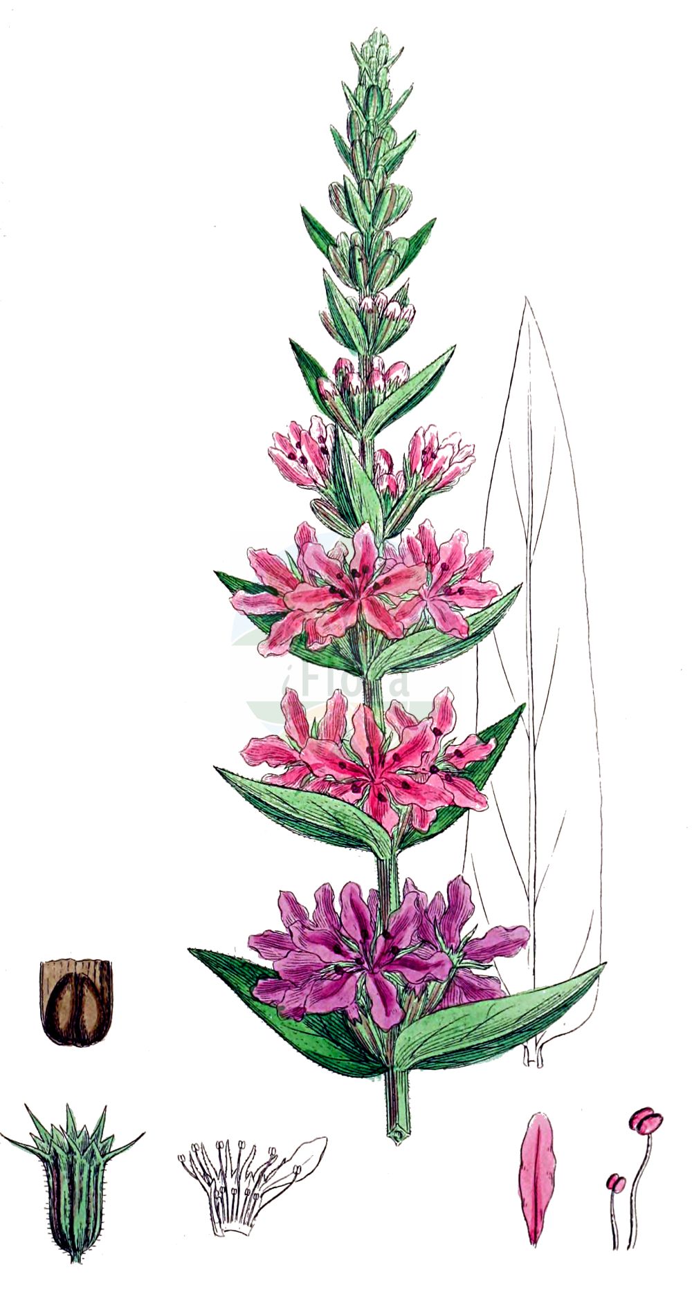 Lythrum salicaria - Lythraceae,Plantae,Pteridobiotina,Angiosperms,Myrtales,Lythraceae,Lythrum,Lythrum salicaria,Chabraea vulgaris, Chabraea vulgaris, Lythron salicarium, Lythrum alternifolium, Lythrum altissimum, Lythrum anceps, Lythrum argyi, Lythrum cashmerianum, Lythrum cinereum, Lythrum coronense, Lythrum diffusum, Lythrum dubium, Lythrum gracile, Lythrum hexagonum, Lythrum nummulariifolium, Lythrum palustre, Lythrum propinquum, Lythrum pubescens, Lythrum purshianum, Lythrum quadrifolium, Lythrum salicaria f. alata, Lythrum salicaria f. albiflora, Lythrum salicaria f. angustius, Lythrum salicaria f. brevistyla, Lythrum salicaria f. caudatum, Lythrum salicaria f. depauperatum, Lythrum salicaria f. glabrum, Lythrum salicaria f. gracile, Lythrum salicaria f. latius, Lythrum salicaria f. longistyla, Lythrum salicaria f. mediostyla, Lythrum salicaria f. orgyalis, Lythrum salicaria f. rariflorum, Lythrum salicaria f. serratifolia, Lythrum salicaria f. tomentosum, Lythrum salicaria f. virescens, Lythrum salicaria subf. anceps, Lythrum salicaria subsp. anceps, Lythrum salicaria subvar. caudatum, Lythrum salicaria subvar. genuinum, Lythrum salicaria subvar. glabricaule, Lythrum salicaria subvar. gracile, Lythrum salicaria subvar. oblongum, Lythrum salicaria var. anceps, Lythrum salicaria var. angustifolium, Lythrum salicaria var. genuinum, Lythrum salicaria var. glabricaule, Lythrum salicaria var. glabrum, Lythrum salicaria var. gracile, Lythrum salicaria var. longespicatum, Lythrum salicaria var. mairei, Lythrum salicaria var. pubescens, Lythrum salicaria var. salicaria, Lythrum salicaria var. stylosa, Lythrum salicaria var. tomentosum, Lythrum salicaria var. vulgare, Lythrum salicarium, Lythrum spicatum, Lythrum spicatum var. verticillatum, Lythrum spiciforme, Lythrum tomentosum, Salicaria spicata, Salicaria vulgaris,Gewöhnlicher Blutweiderich;Gewöhnlicher Blut-Weiderich;Blut-Weiderich;purple-loosestrife;purple lythrum;purple willowherb;red sally;spiked loosestrife;Salicaire commune;lysimaque rouge;lythrum salicaire;salicaire;salicaire à épis;salicaire officinale;lysimaquia roja;salicaria;arroyuela;esmermasangres;frailes;hierba de las tripas;hierba lacharera;lisimaquia roja;salicaria vulgar;tripera;Salcerella comune;riparella;salicaria;lisimachia rossa;kattestaart;grote kattenstaart;salgueirinha;erva-carapau;salgueira;salguerinha;salicária;дербенник иволистный;hevhulma;bargjak;bargjaku shelgjesh;litre;salicària;purpurna vrbica;fackelblomster;almindelig kattehale;kattehale;krwawnica pospolita;ezomisohagi;エゾミソハギ;navadna krvenka;réti füzény;kyprej vrbice;vrbica vŕbolistá;плакун верболистий;плакун середній;върболист;върболистна блвтия;обикновена блатия;harilik kukesaba;vītolu vējmietiņš;kattehale;rantakukka;велика врбица;shanit gedolah;שָׁנִית גְּדוֹלָה;paprastoji raudoklė;λύθρο;qiān qū cài;千屈菜