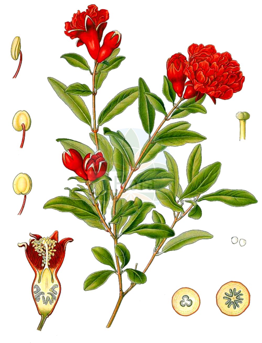 Punica granatum - Lythraceae,Plantae,Pteridobiotina,Angiosperms,Myrtales,Lythraceae,Punica,Punica granatum,Granatum punicum, Punica florida, Punica granatum f. albescens, Punica granatum f. flavescens, Punica granatum f. legrelliae, Punica granatum f. multiplex, Punica granatum f. plena, Punica granatum f. pleniflora, Punica granatum var. acidula, Punica granatum var. alba, Punica granatum var. albescens, Punica granatum var. flava, Punica granatum var. flavescens, Punica granatum var. frutescens, Punica granatum var. legrelliae, Punica granatum var. lutea, Punica granatum var. macrocarpa, Punica granatum var. microcarpa, Punica granatum var. militensis, Punica granatum var. multiplex, Punica granatum var. nana, Punica granatum var. parvifolia, Punica granatum var. pleniflora, Punica granatum var. pumila, Punica granatum var. sanguinea, Punica granatum var. sativum, Punica granatum var. semiplena, Punica granatum var. semperflorens, Punica granatum var. variegata, Punica granatum var. vulgaris, Punica grandiflora, Punica legrellei, Punica multiflora, Punica nana, Punica spinosa, Rhoea punica,Zwerg-Granatapfelbaum;Granatapfel;Granatapfelbaum;Grenadier;balaustier;migranier;granado;balaustia;granado borde;granado común;magrano;manglano;minnglanera;román;Melograno;granato;granata;pomo granato;granaatappelboom;granaatappel;romeira;milgreira;miligrandeira;milingrandeira;romanzeira;romãzeira;romãzeira-de-jardim;анар;гранат;nar;shegë;magraner;zrnati šipak;granatäppleträd;granatäpple;granatæble;zakuro;ザクロ;granatno jabolko;гранатник звичайний;нар;granateple;granaattiomena;ρογδιά;mingrana