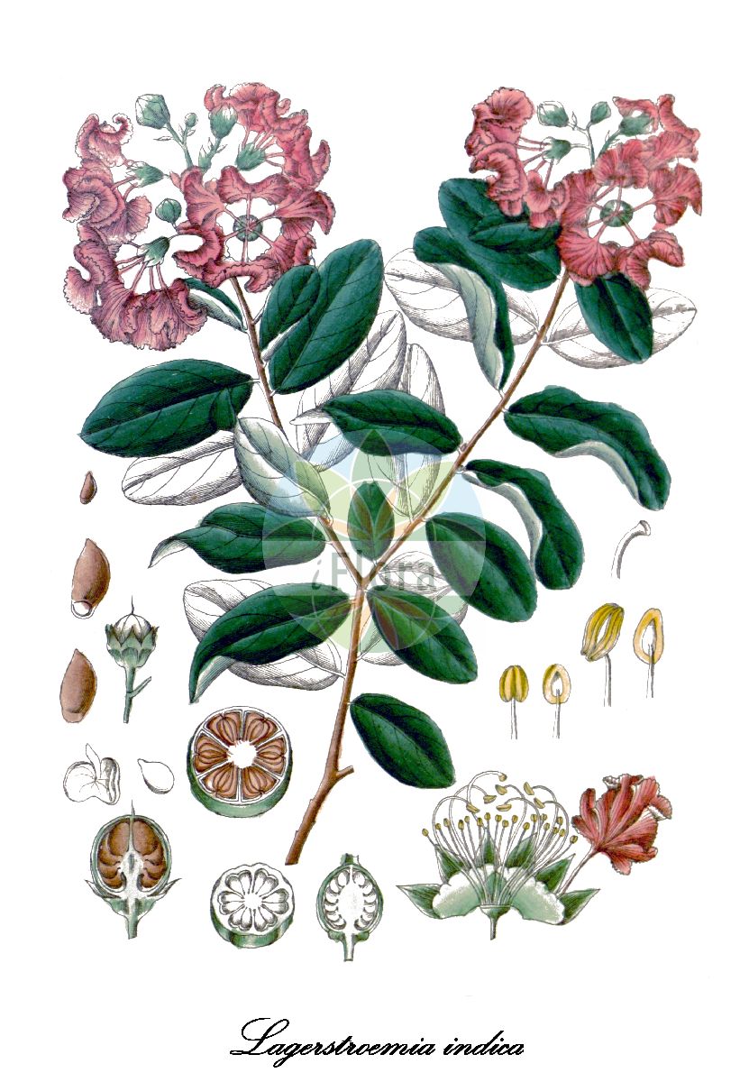 Lagerstroemia indica - Lythraceae,Plantae,Pteridobiotina,Angiosperms,Myrtales,Lythraceae,Lagerstroemia,Lagerstroemia indica,Lagerstroemia chinensis, Lagerstroemia elegans, Lagerstroemia indica f. alba, Lagerstroemia indica var. alba, Lagerstroemia indica var. alba, Lagerstroemia indica var. grafii, Lagerstroemia minor, Lagerstroemia pulchra, Murtughas indica, Velaga globosa,Kräuselmyrte;Lagerstroemie;St.-Bartholomäus-Baum