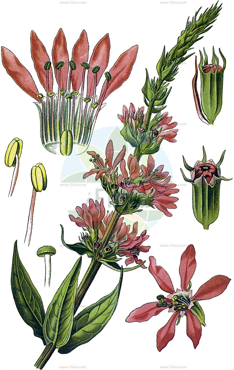 Lythrum salicaria - Lythraceae,Plantae,Pteridobiotina,Angiosperms,Myrtales,Lythraceae,Lythrum,Lythrum salicaria,Chabraea vulgaris, Chabraea vulgaris, Lythron salicarium, Lythrum alternifolium, Lythrum altissimum, Lythrum anceps, Lythrum argyi, Lythrum cashmerianum, Lythrum cinereum, Lythrum coronense, Lythrum diffusum, Lythrum dubium, Lythrum gracile, Lythrum hexagonum, Lythrum nummulariifolium, Lythrum palustre, Lythrum propinquum, Lythrum pubescens, Lythrum purshianum, Lythrum quadrifolium, Lythrum salicaria f. alata, Lythrum salicaria f. albiflora, Lythrum salicaria f. angustius, Lythrum salicaria f. brevistyla, Lythrum salicaria f. caudatum, Lythrum salicaria f. depauperatum, Lythrum salicaria f. glabrum, Lythrum salicaria f. gracile, Lythrum salicaria f. latius, Lythrum salicaria f. longistyla, Lythrum salicaria f. mediostyla, Lythrum salicaria f. orgyalis, Lythrum salicaria f. rariflorum, Lythrum salicaria f. serratifolia, Lythrum salicaria f. tomentosum, Lythrum salicaria f. virescens, Lythrum salicaria subf. anceps, Lythrum salicaria subsp. anceps, Lythrum salicaria subvar. caudatum, Lythrum salicaria subvar. genuinum, Lythrum salicaria subvar. glabricaule, Lythrum salicaria subvar. gracile, Lythrum salicaria subvar. oblongum, Lythrum salicaria var. anceps, Lythrum salicaria var. angustifolium, Lythrum salicaria var. genuinum, Lythrum salicaria var. glabricaule, Lythrum salicaria var. glabrum, Lythrum salicaria var. gracile, Lythrum salicaria var. longespicatum, Lythrum salicaria var. mairei, Lythrum salicaria var. pubescens, Lythrum salicaria var. salicaria, Lythrum salicaria var. stylosa, Lythrum salicaria var. tomentosum, Lythrum salicaria var. vulgare, Lythrum salicarium, Lythrum spicatum, Lythrum spicatum var. verticillatum, Lythrum spiciforme, Lythrum tomentosum, Salicaria spicata, Salicaria vulgaris,Gewöhnlicher Blutweiderich;Gewöhnlicher Blut-Weiderich;Blut-Weiderich;purple-loosestrife;purple lythrum;purple willowherb;red sally;spiked loosestrife;Salicaire commune;lysimaque rouge;lythrum salicaire;salicaire;salicaire à épis;salicaire officinale;lysimaquia roja;salicaria;arroyuela;esmermasangres;frailes;hierba de las tripas;hierba lacharera;lisimaquia roja;salicaria vulgar;tripera;Salcerella comune;riparella;salicaria;lisimachia rossa;kattestaart;grote kattenstaart;salgueirinha;erva-carapau;salgueira;salguerinha;salicária;дербенник иволистный;hevhulma;bargjak;bargjaku shelgjesh;litre;salicària;purpurna vrbica;fackelblomster;almindelig kattehale;kattehale;krwawnica pospolita;ezomisohagi;エゾミソハギ;navadna krvenka;réti füzény;kyprej vrbice;vrbica vŕbolistá;плакун верболистий;плакун середній;върболист;върболистна блвтия;обикновена блатия;harilik kukesaba;vītolu vējmietiņš;kattehale;rantakukka;велика врбица;shanit gedolah;שָׁנִית גְּדוֹלָה;paprastoji raudoklė;λύθρο;qiān qū cài;千屈菜