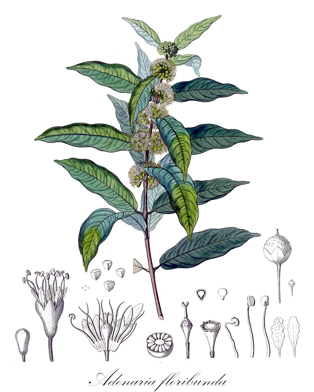 Adenaria floribunda - Lythraceae,Plantae,Pteridobiotina,Angiosperms,Myrtales,Lythraceae,Adenaria,Adenaria floribunda,Adenaria floribunda f. grisleoides, Adenaria floribunda f. purpurata, Adenaria floribunda var. grisleoides, Adenaria floribunda var. microphylla, Adenaria floribunda var. parviflora, Adenaria floribunda var. parvifolia, Adenaria floribunda var. purpurata, Adenaria griseleoides, Adenaria lanceolata, Adenaria parviflora, Adenaria parvifolia, Adenaria purpurata, Adenaria purpurata var. australis, Antherylium floribundum, Antherylium grisleoides, Antherylium purpuratum