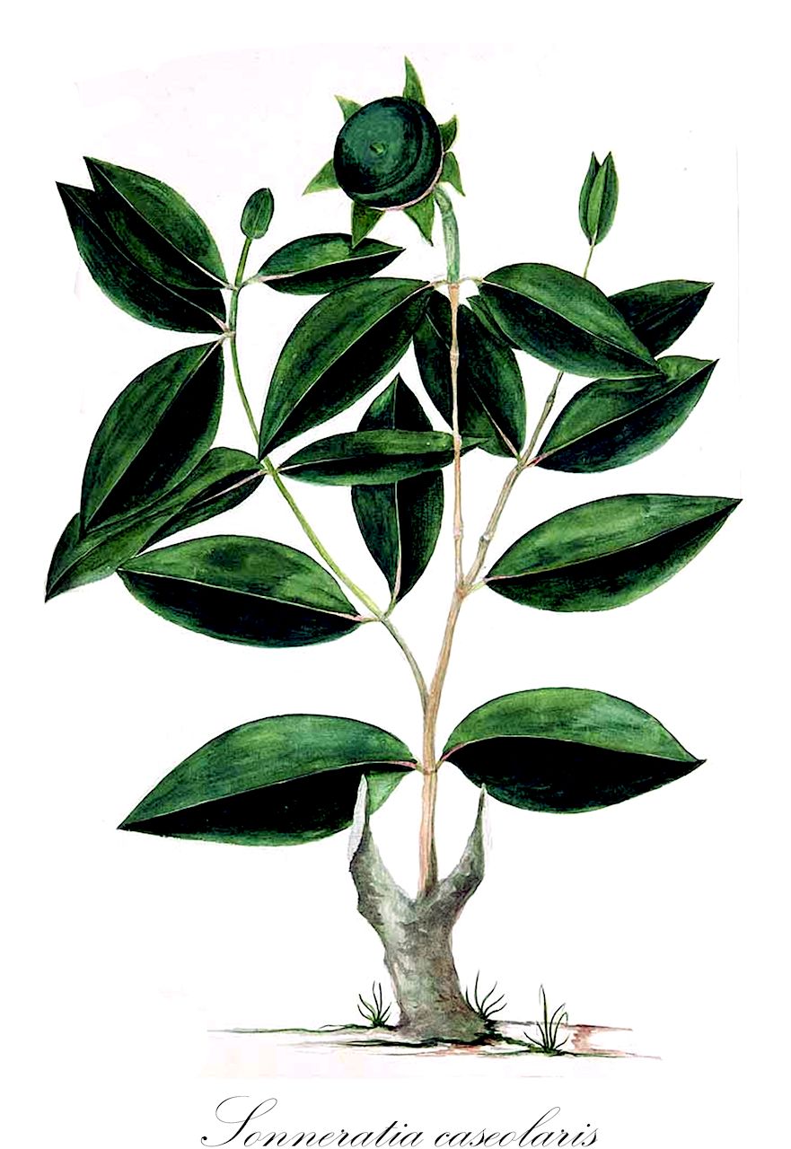 Sonneratia caseolaris - Lythraceae,Plantae,Pteridobiotina,Angiosperms,Myrtales,Lythraceae,Sonneratia,Sonneratia caseolaris,Aubletia caseolaris, Blatti acida, Blatti caseolaris, Rhizophora caseolaris, Sonneratia acida, Sonneratia evenia, Sonneratia neglecta, Sonneratia obovata, Sonneratia ovalis, Sonneratia rubra