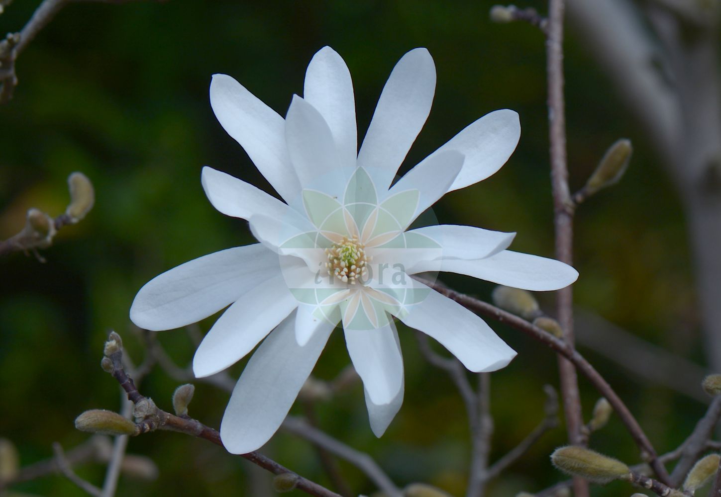 Magnolia stellata - Magnoliaceae,Plantae,Pteridobiotina,Angiosperms,Magnoliales,Magnoliaceae,Magnolia,Magnolia stellata,Buergeria stellata, Magnolia halleana, Magnolia keiskei, Magnolia kobus f. rosea, Magnolia kobus f. stellata, Magnolia kobus f. stellata, Magnolia kobus var. stellata, Magnolia rosea, Magnolia simi, Magnolia stellata f. rosea, Magnolia stellata var. keiskei, Magnolia stellata var. rosea, Magnolia stellata var. rosea, Magnolia velutina, Talauma stellata, Yulania stellata, Yulania stellata,Stern-Magnolie