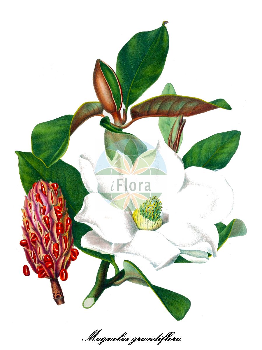 Magnolia grandiflora - Magnoliaceae,Plantae,Pteridobiotina,Angiosperms,Magnoliales,Magnoliaceae,Magnolia,Magnolia grandiflora,Magnolia angustifolia, Magnolia elliptica, Magnolia exoniensis, Magnolia ferruginea, Magnolia ferruginea, Magnolia foetida, Magnolia foetida f. margarettae, Magnolia foetida f. parvifolia, Magnolia galissoniensis, Magnolia glabra, Magnolia gloriosa, Magnolia grandiflora f. galissoniensis, Magnolia grandiflora f. lanceolata, Magnolia grandiflora var. angustifolia, Magnolia grandiflora var. elliptica, Magnolia grandiflora var. elliptica, Magnolia grandiflora var. exoniensis, Magnolia grandiflora var. ferruginea, Magnolia grandiflora var. lanceolata, Magnolia grandiflora var. lanceolata, Magnolia grandiflora var. obovata, Magnolia grandiflora var. obovata, Magnolia grandiflora var. praecox, Magnolia grandiflora var. rotundifolia, Magnolia hartwegii, Magnolia hartwicus, Magnolia lacunosa, Magnolia lanceolata, Magnolia longifolia, Magnolia maxima, Magnolia microphylla, Magnolia obovata, Magnolia obtusifolia, Magnolia praecox, Magnolia pravertiana, Magnolia rotundifolia, Magnolia stricta, Magnolia tardiflora, Magnolia tomentosa, Magnolia umbrella var. maxima, Magnolia virginiana var. foetida, Magnolia virginiana var. grisea,Immergrüne Magnolie;southern magnolia;bull-bay;laurier tulipier;magnolia à grandes fleurs;magnolia toujours vert;magnolia d'Amérique;magnolie toujours vert;magnolia común;magnolia a grandi fiori;magnolia americana;magnolia;magnólia-de-flores-grandes;magnólia-sempre-verde;магнолия крупноцветковая;manjole;magnolija;taisan-boku;タイサンボク;velecvetna magnolija;магнолія великоквіткова;вечнозелена магнолия;едроцветна магнолия;mùlán shǔ;木兰属