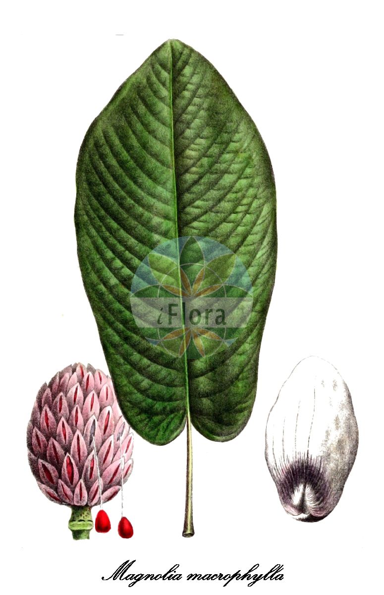 Magnolia macrophylla - Magnoliaceae,Plantae,Pteridobiotina,Angiosperms,Magnoliales,Magnoliaceae,Magnolia,Magnolia macrophylla,Magnolia michauxiana, Metamagnolia macrophylla,Großblatt-Magnolie;bigleaf magnolia